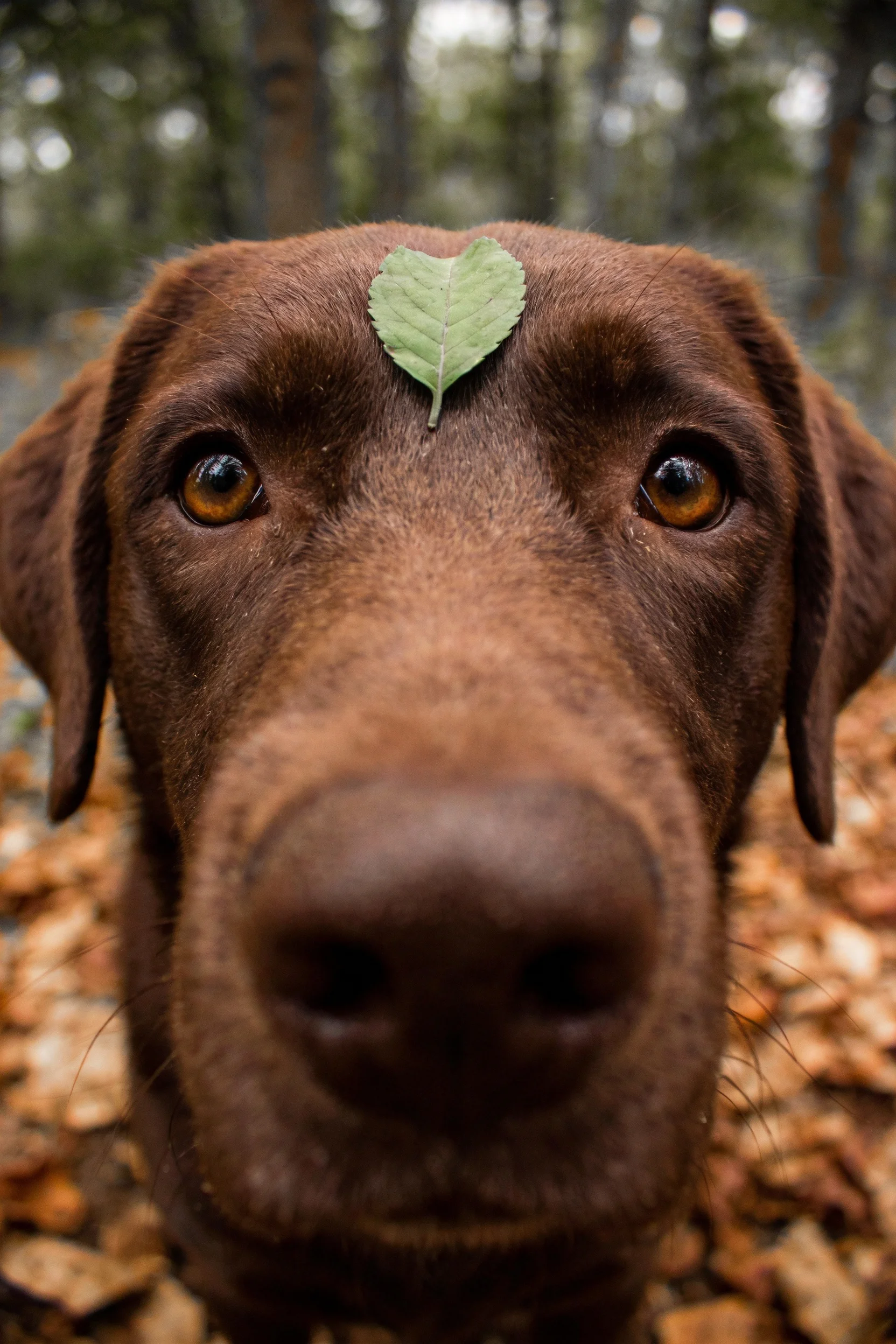 巧克力拉布拉多猎犬额头上放着一片形状近似心形的绿叶,眼睛明亮注视镜头。