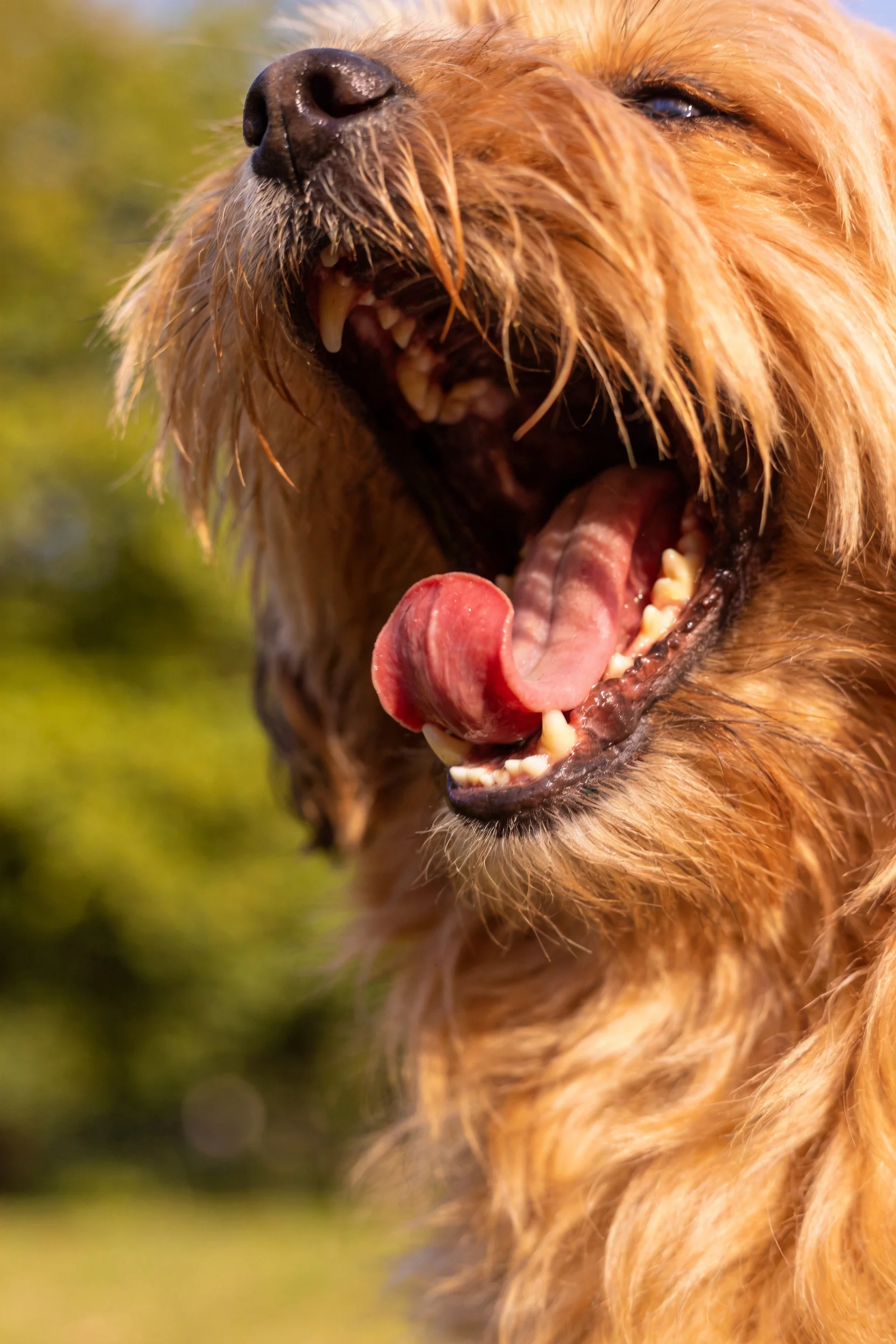 一只长毛惠比特犬张开嘴巴,露出牙齿和粉红色舌头,毛发呈浅棕色且蓬松。