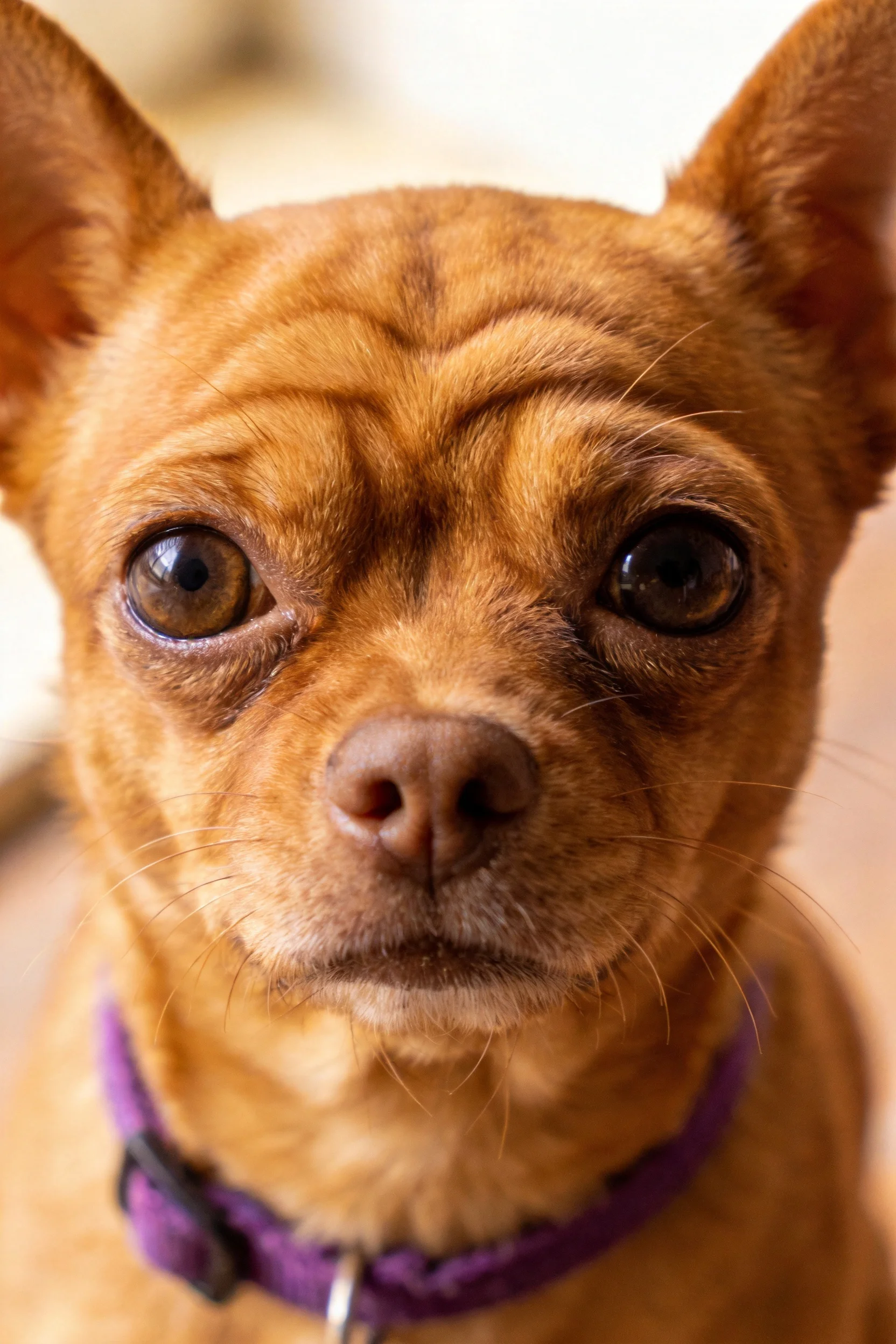一只吉娃娃犬,拥有红棕色短毛,戴着紫色项圈,眼睛大而明亮。