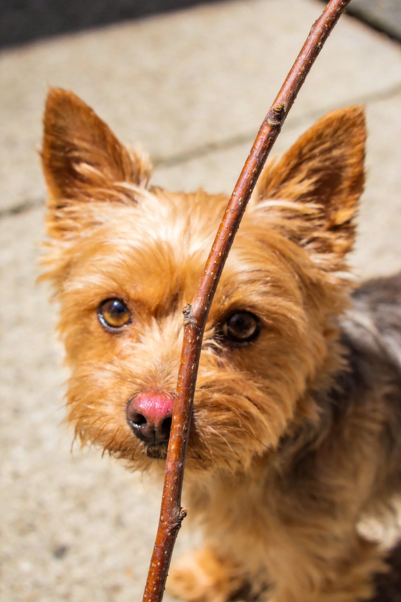 曼彻斯特梗犬目光专注，红褐色短毛带有光泽，身旁有一根深色木棍穿过画面。