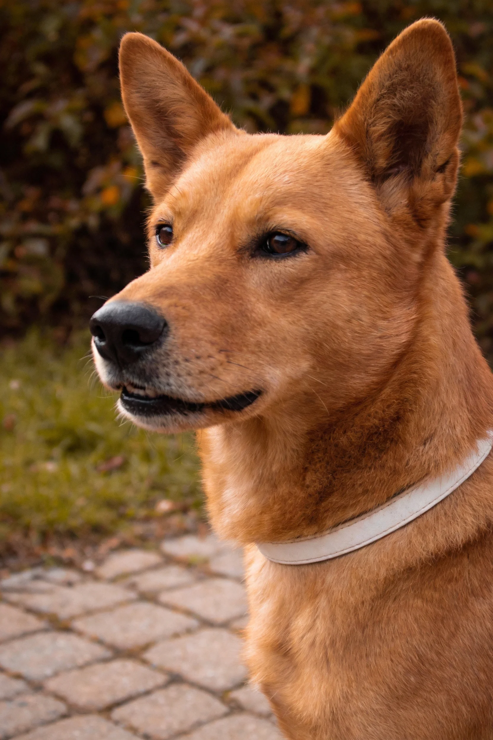 一只红棕色短毛牧牛犬，耳朵竖立，脖颈处有白色项圈，眼神专注看向左侧方向。