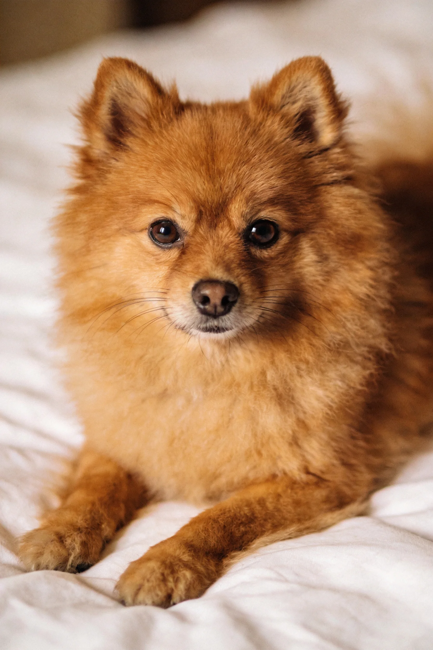 一只红棕色博美犬安静躺卧在白色织物表面,毛发蓬松柔软。