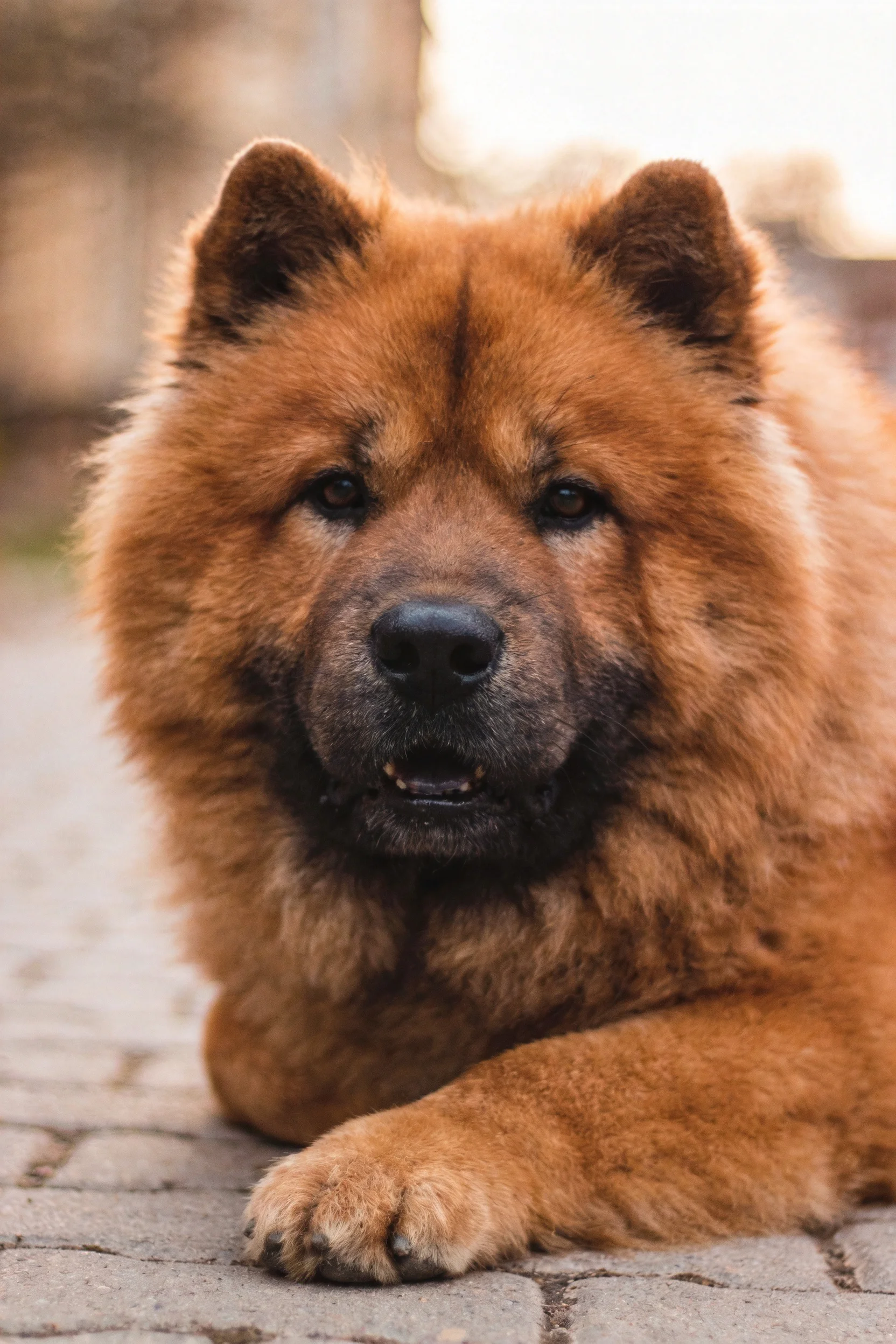 棕红色的松狮犬趴在砖石地面上,蓬松的毛发覆盖全身,前爪轻放地面。