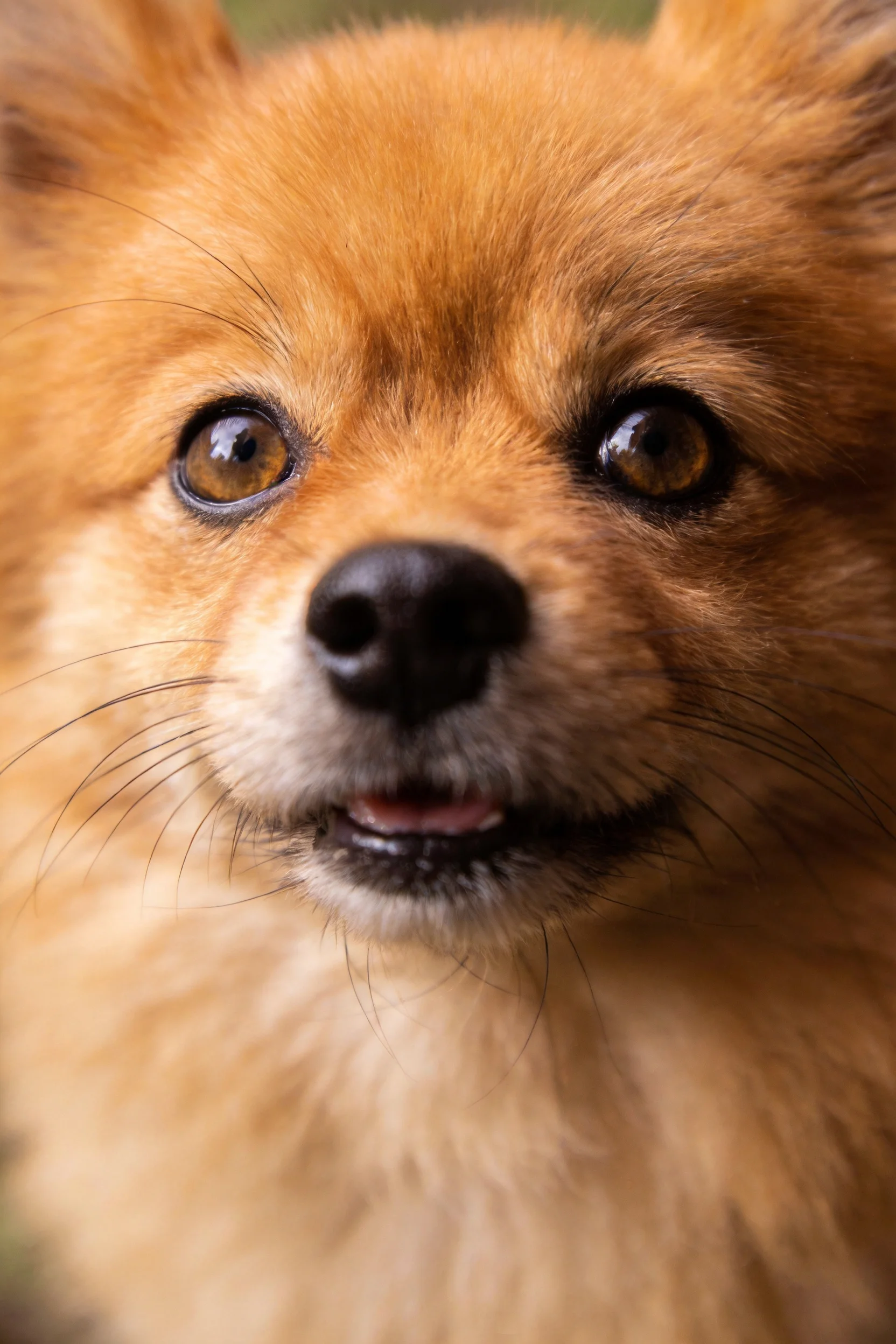 博美犬拥有明亮的眼睛和浓密的金棕色毛发，特写镜头下能看到它黑色的鼻头和放松的神情。