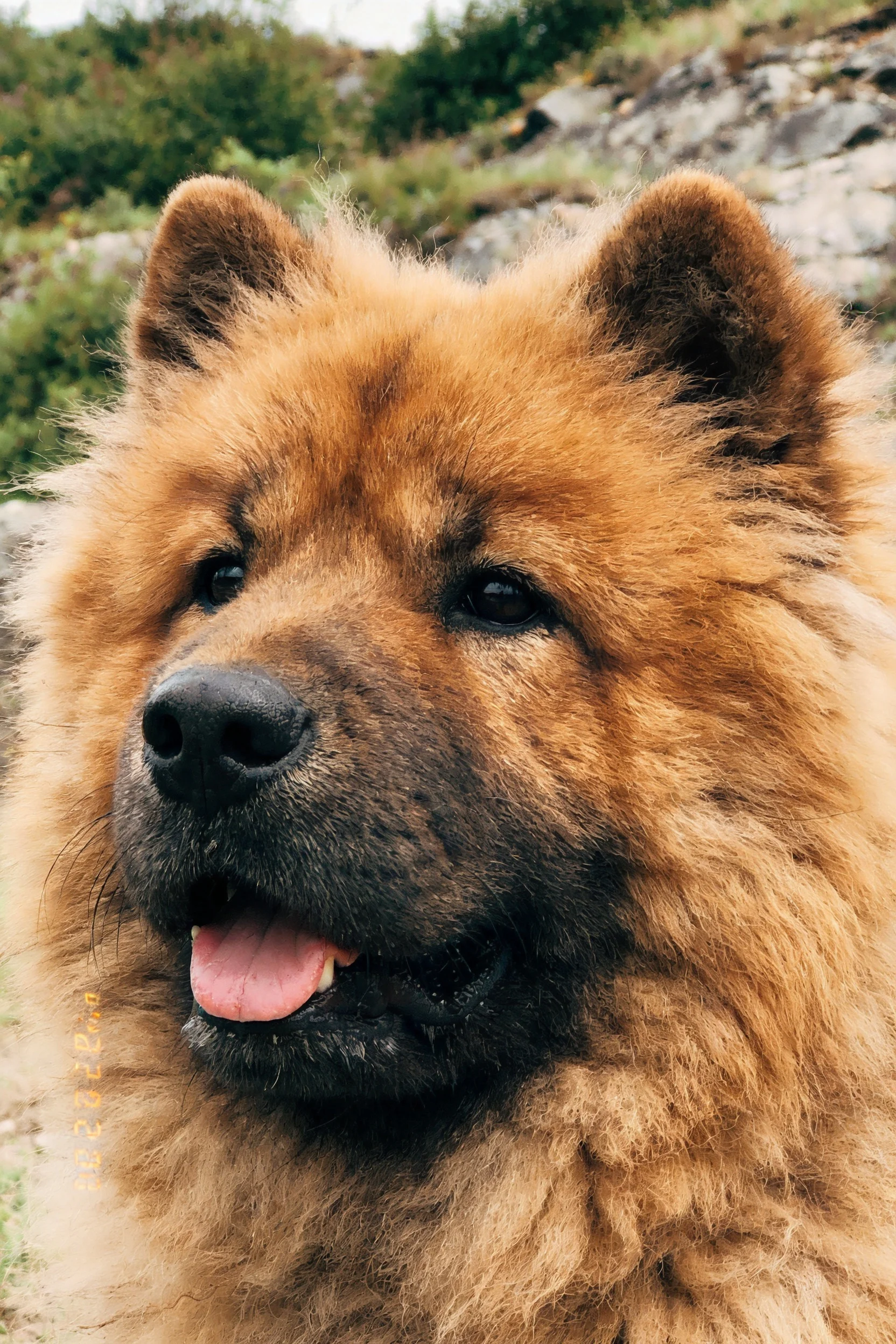 一只棕褐色的松狮犬,其蓬松的毛发和黑色的口鼻部清晰可见。