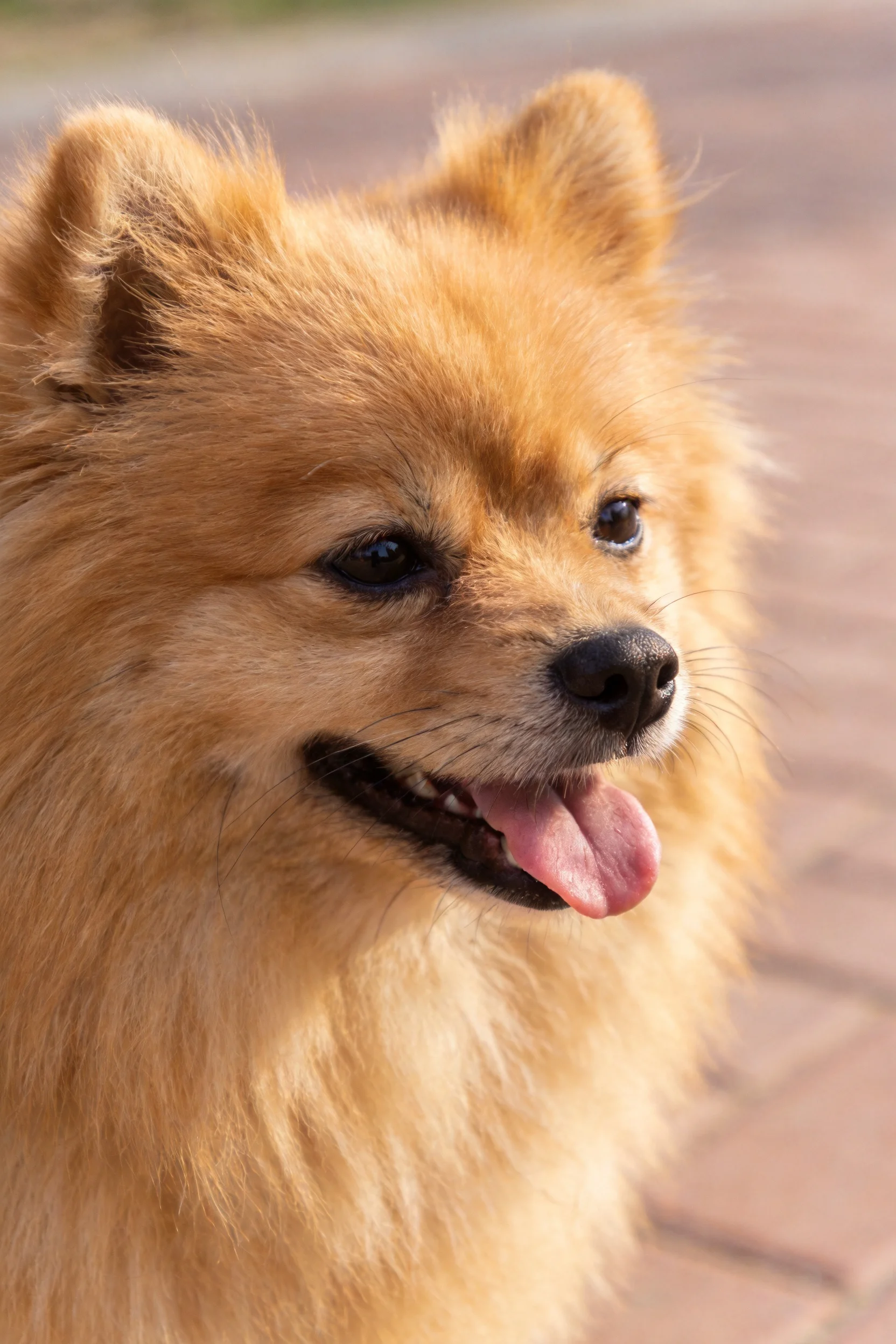一只博美犬张开嘴巴露出粉色舌头,金色蓬松毛发在光线照射下显得柔软。