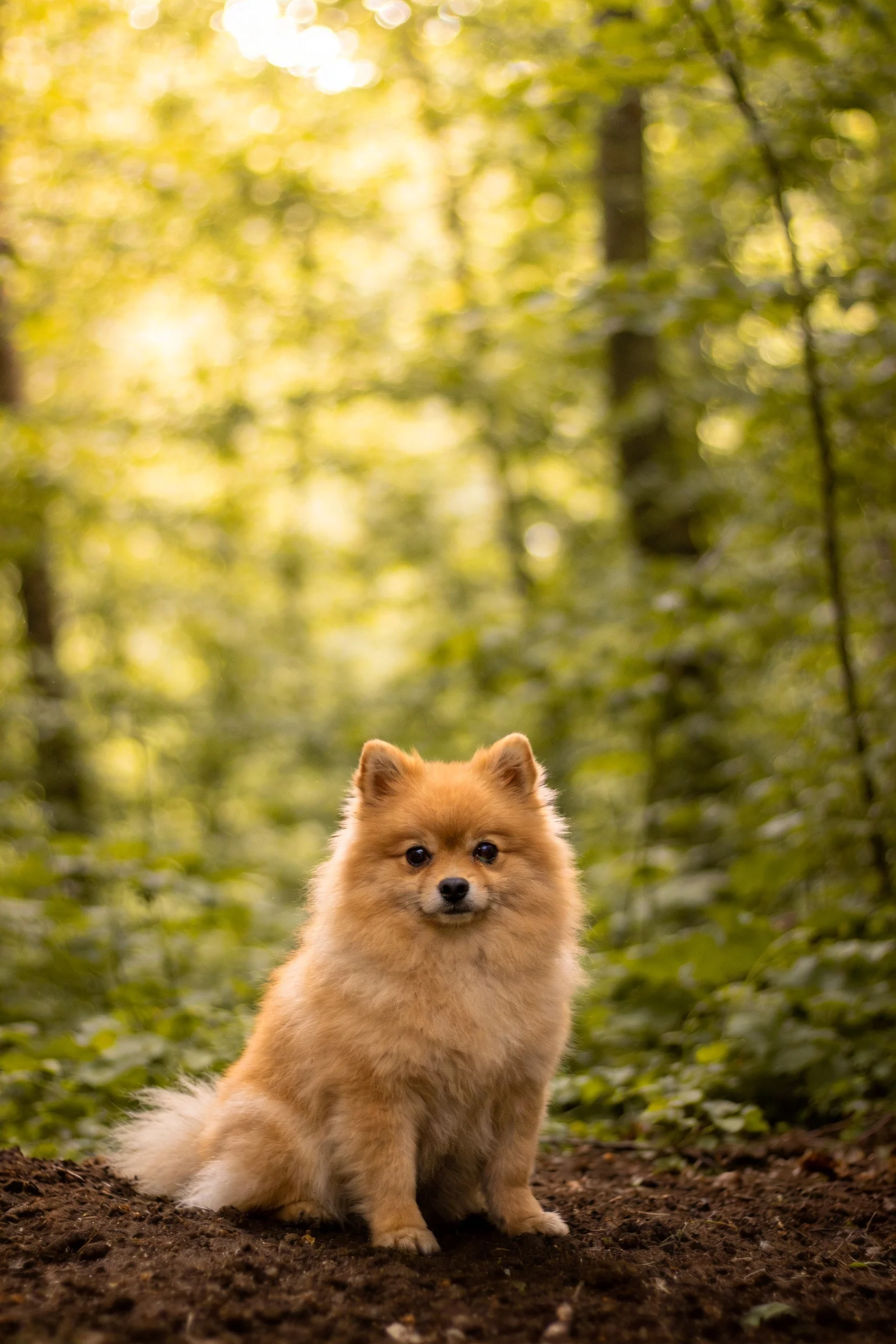 博美犬有着蓬松的浅棕色毛发,耳朵竖立在森林背景下。