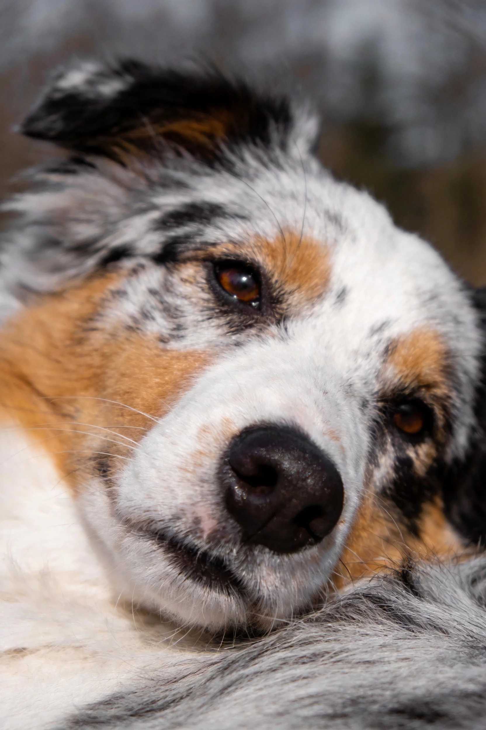 澳大利亚牧羊犬安静特写,展示了一只拥有黑白棕三色被毛、眼睛明亮且鼻头黑色的狗狗。