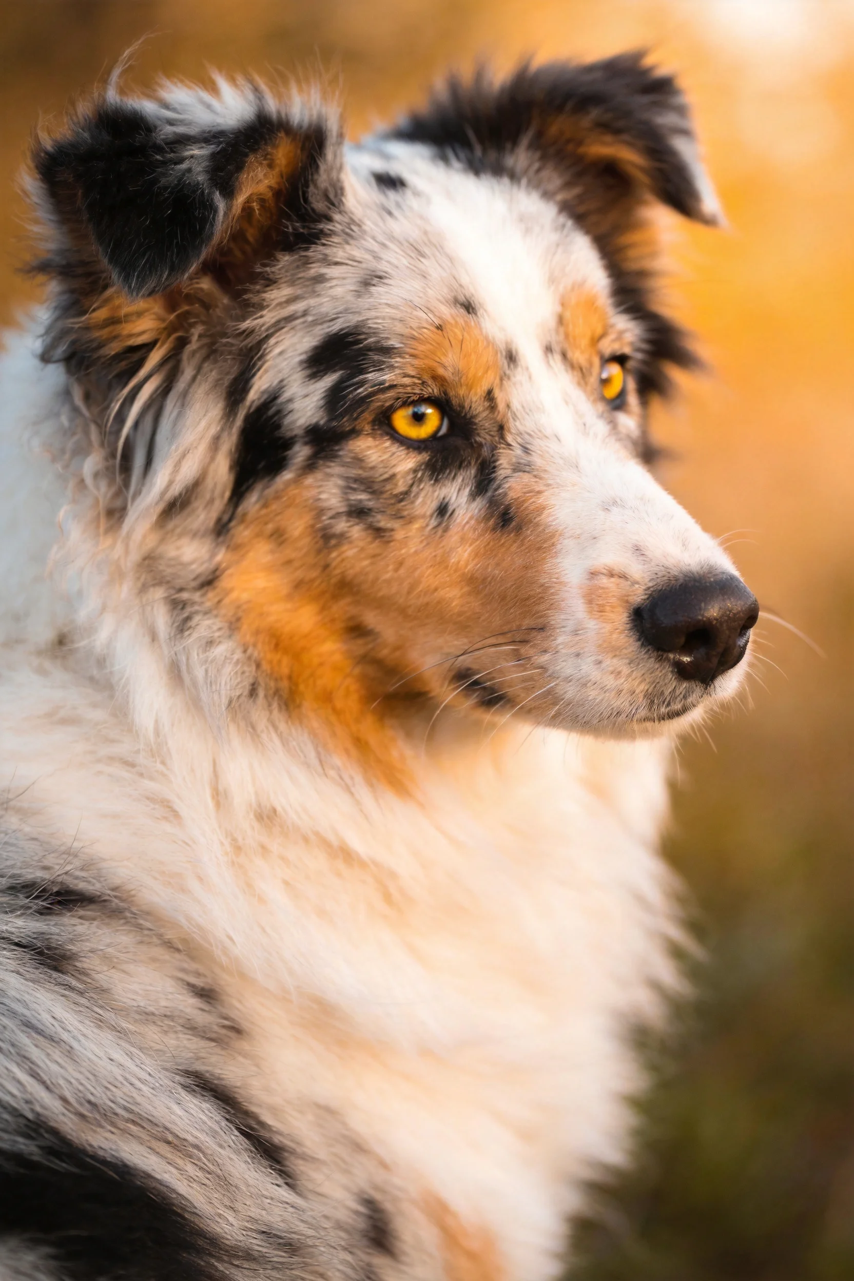 三色边境牧羊犬黄色眼眸明亮,毛发蓬松柔软,展现出典型的品种特征。