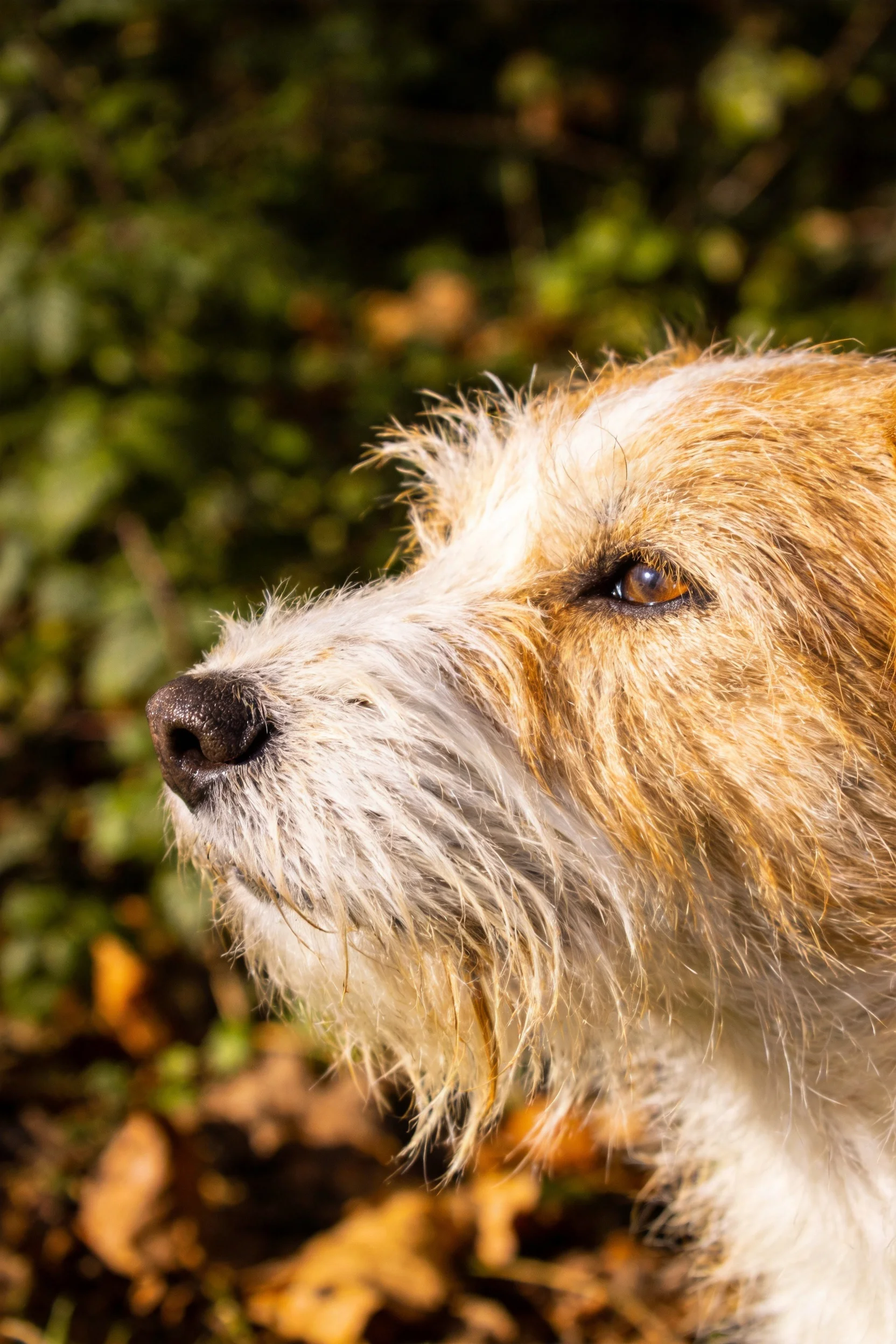一只边界梗犬,其白色与浅棕色相间的毛发在光线下显得格外清晰,眼神专注。