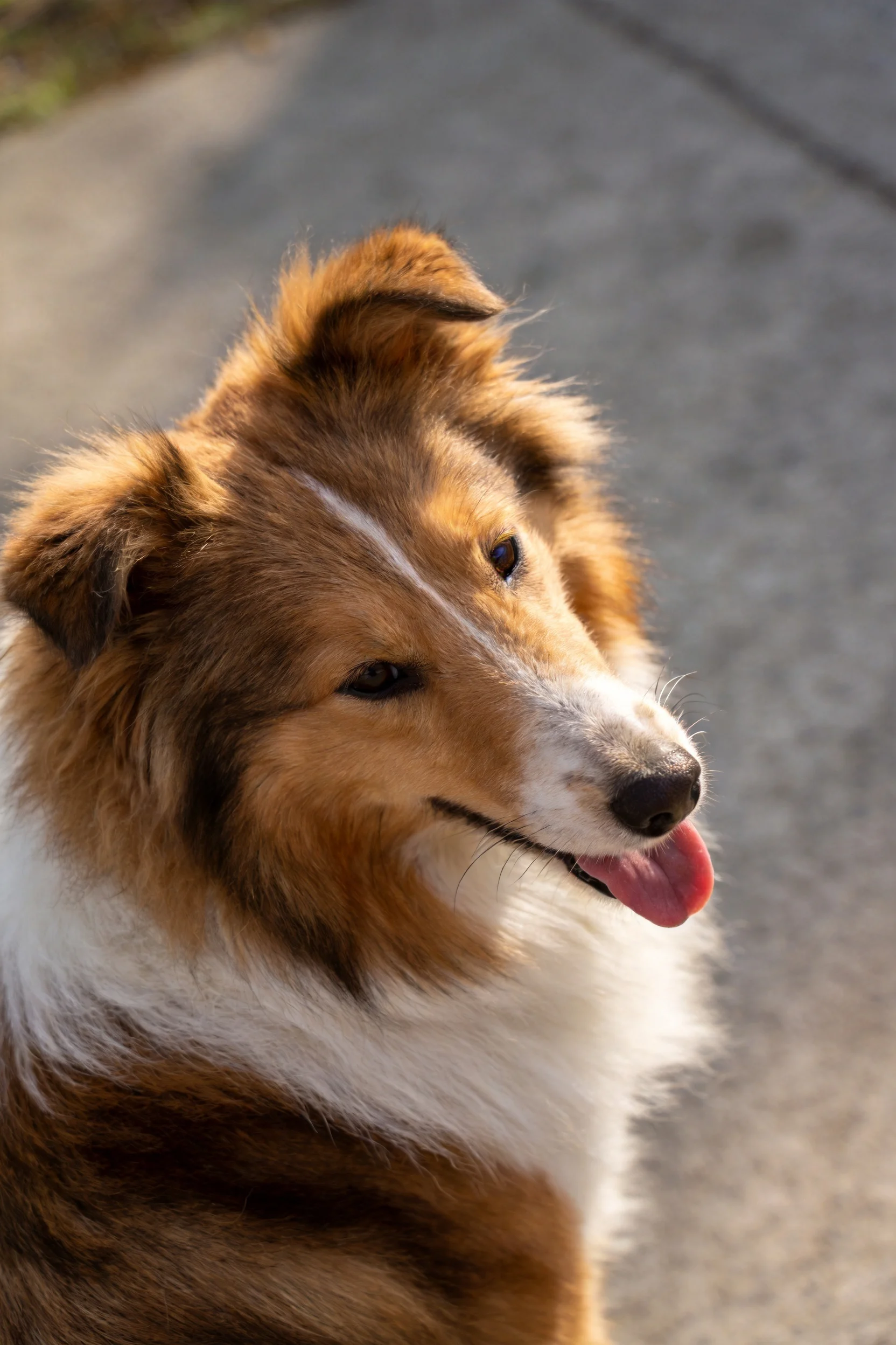 苏格兰牧羊犬嘴巴张开露出湿润的粉色舌头,棕白相间的毛发在阳光下清晰可见。