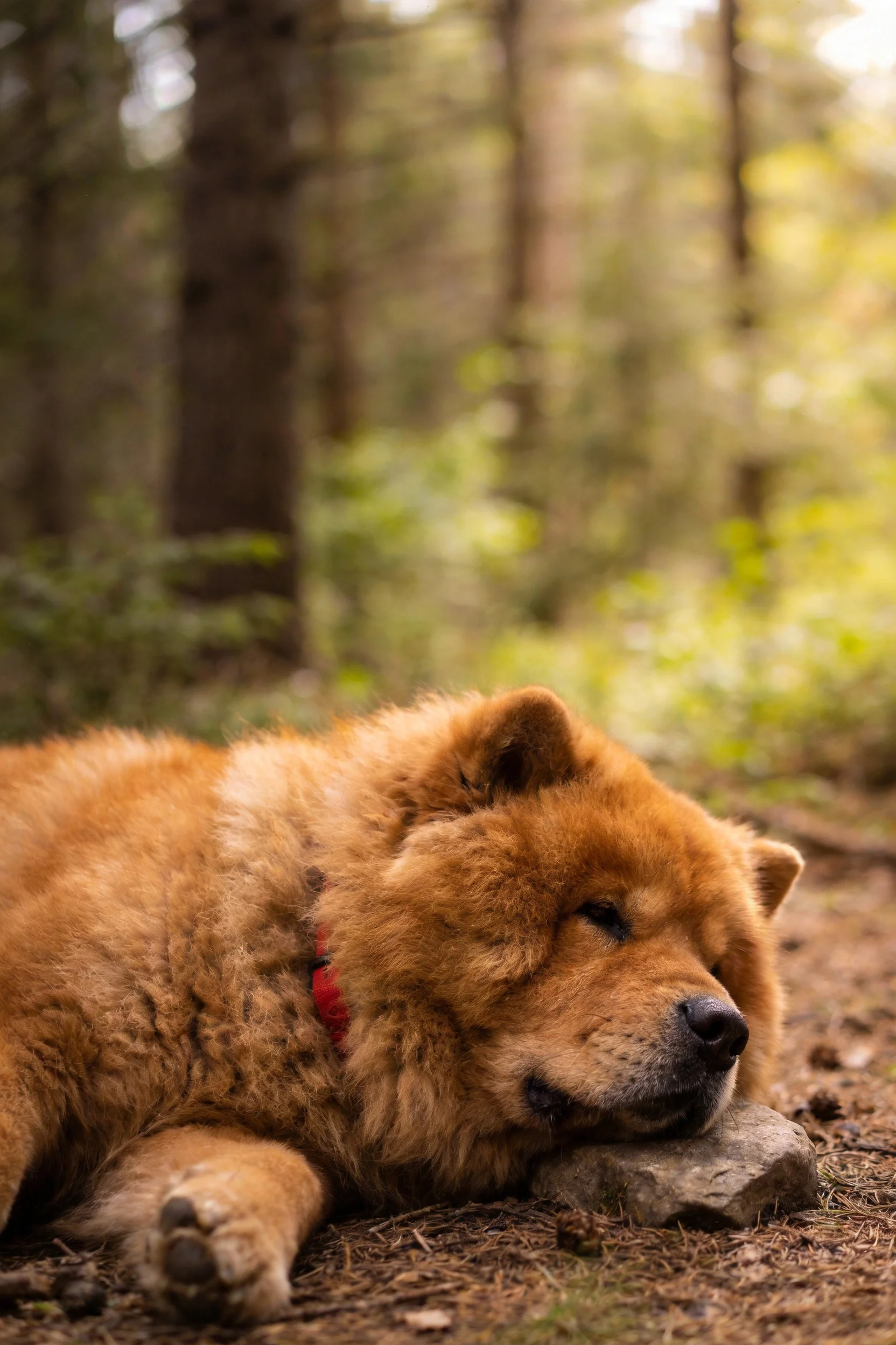 一只毛色棕红的松狮犬将头靠在石头上休息,周围是茂密的森林环境。