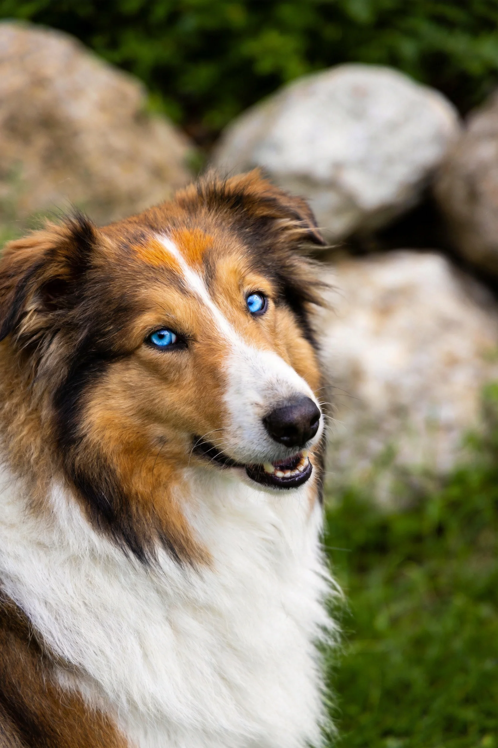 谢德兰牧羊犬有着蓝色的眼睛和蓬松柔软的毛发,面部表情放松。