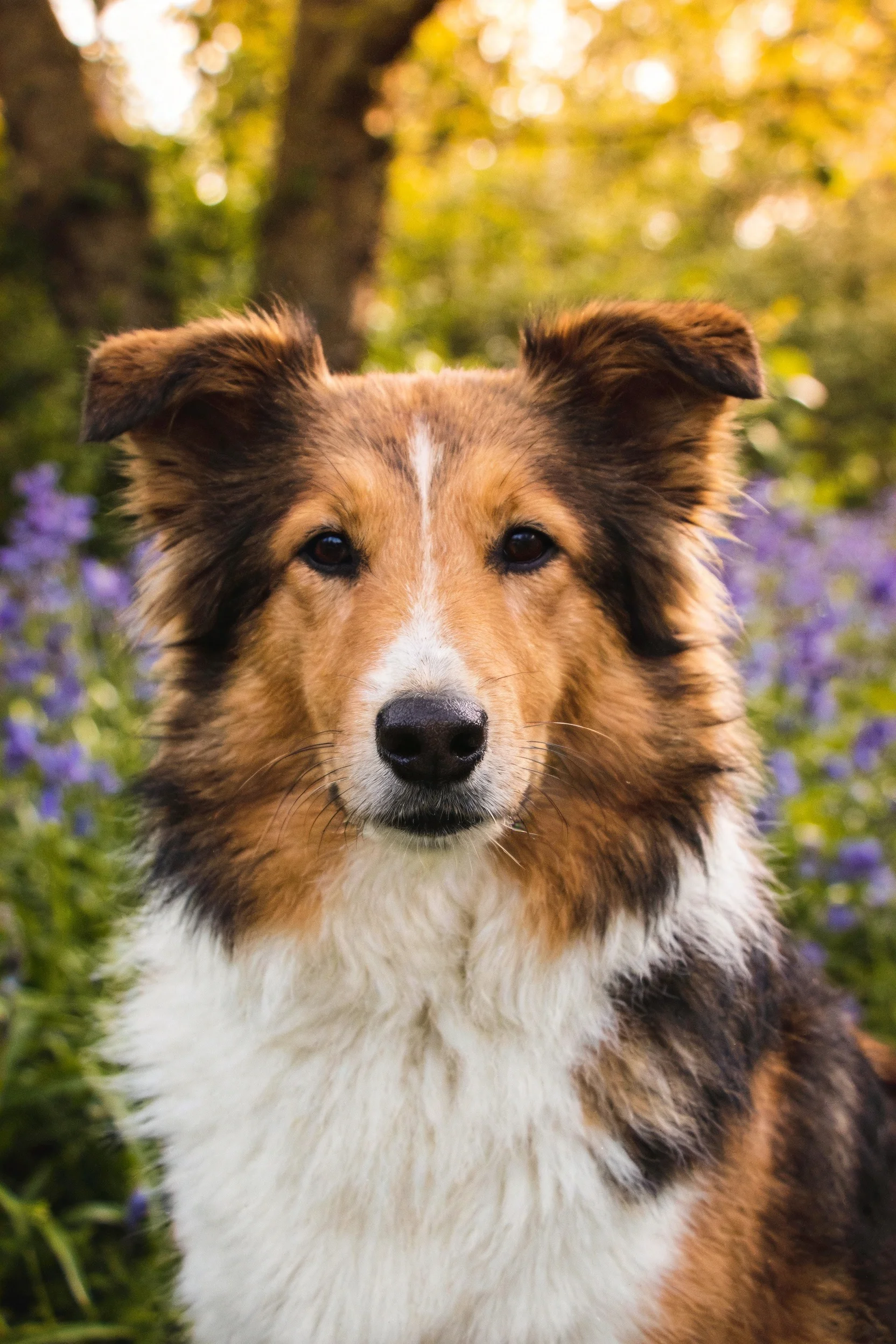 一只三色苏格兰牧羊犬,毛发蓬松且带有明显白色条纹特征,处于林间环境中。