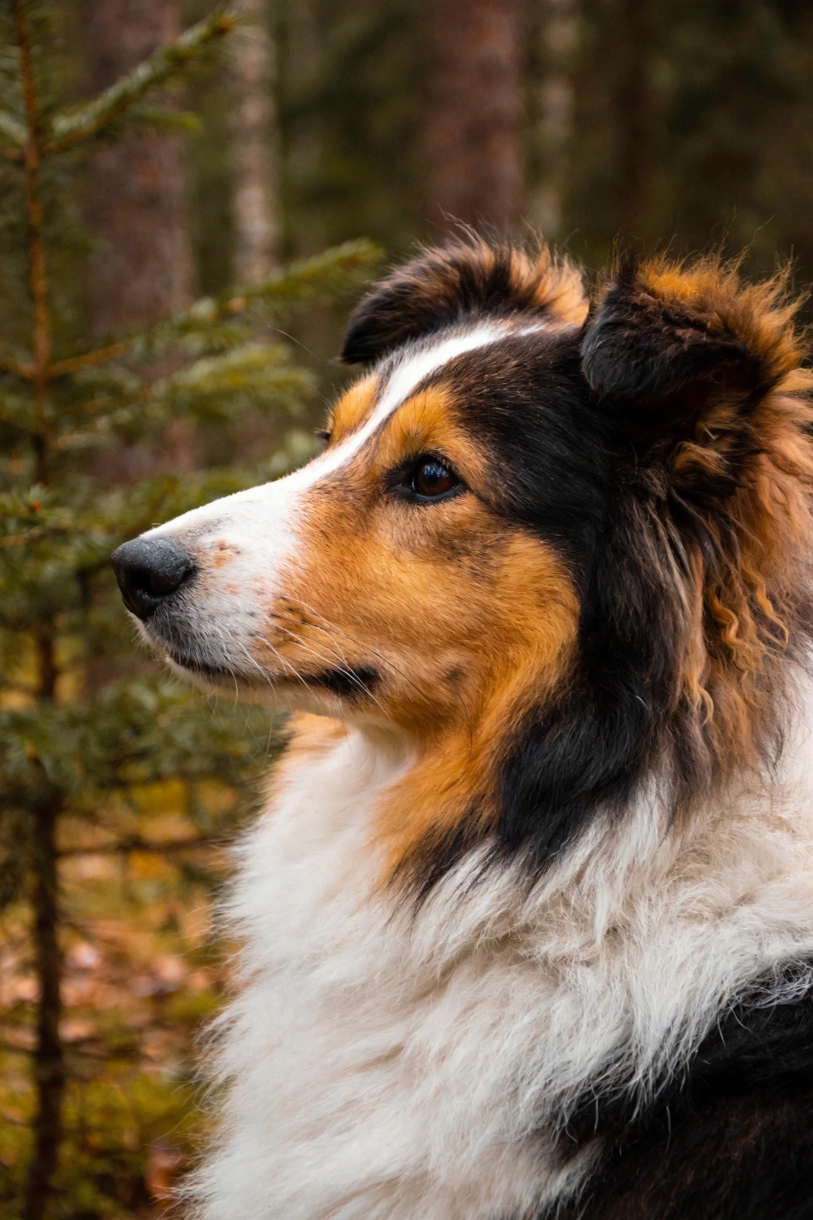 一只设得兰牧羊犬,黑白棕相间毛发蓬松,正安静地观察周围环境。