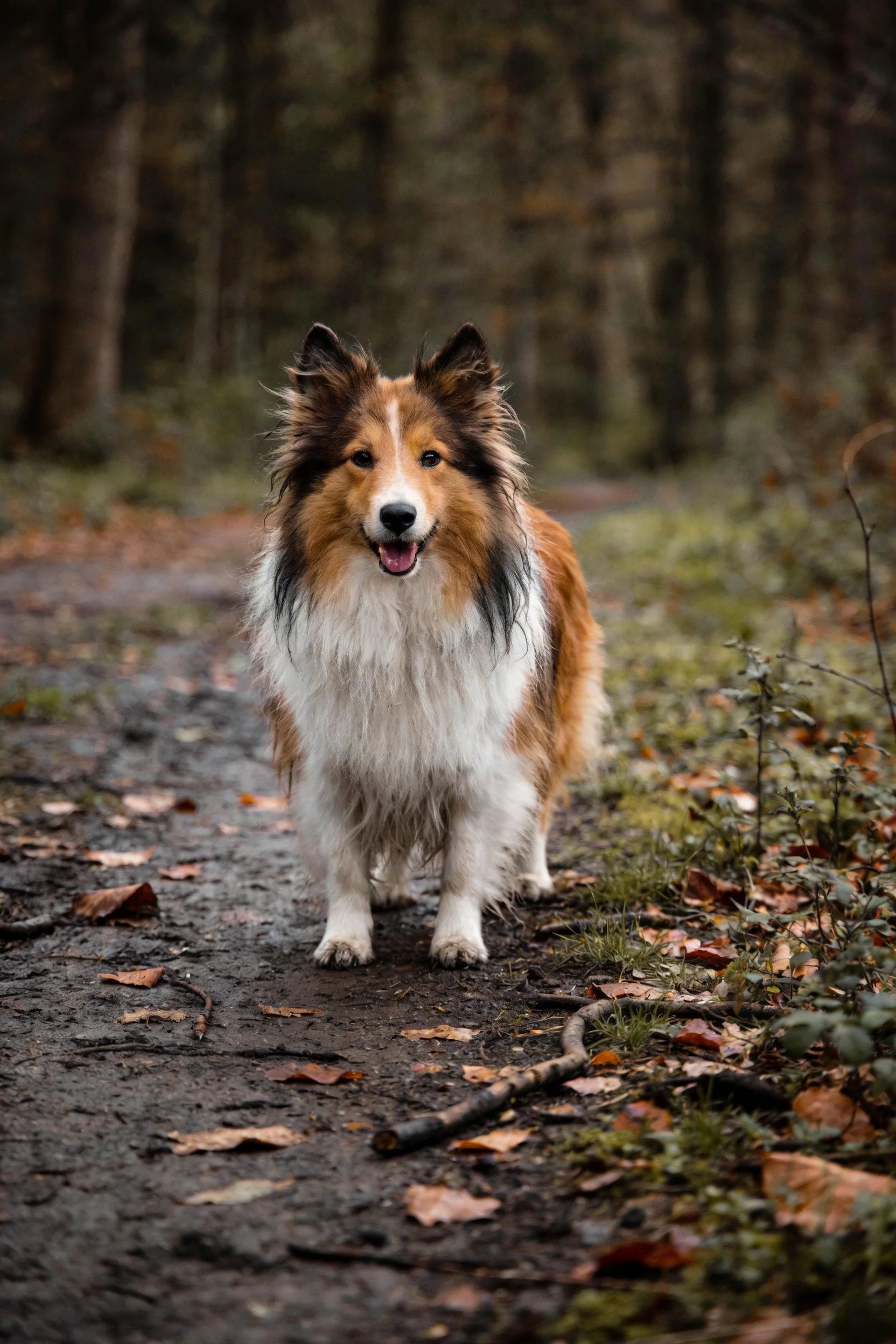 设得兰牧羊犬站在林间小道上,毛发蓬松带有棕白相间的色彩,周围有落叶和树木。