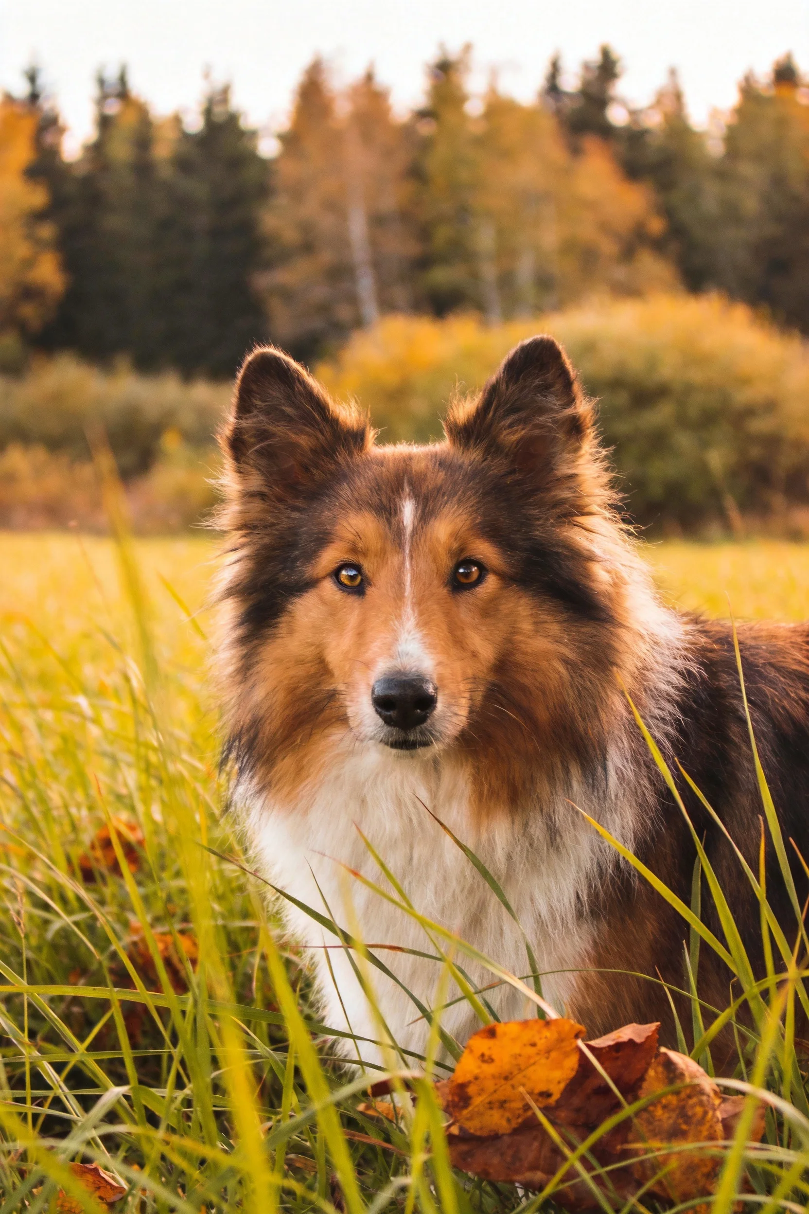 一只黑棕白相间的苏格兰牧羊犬正站在草丛中,目光专注地注视着前方,周围是秋季的草地和树林。