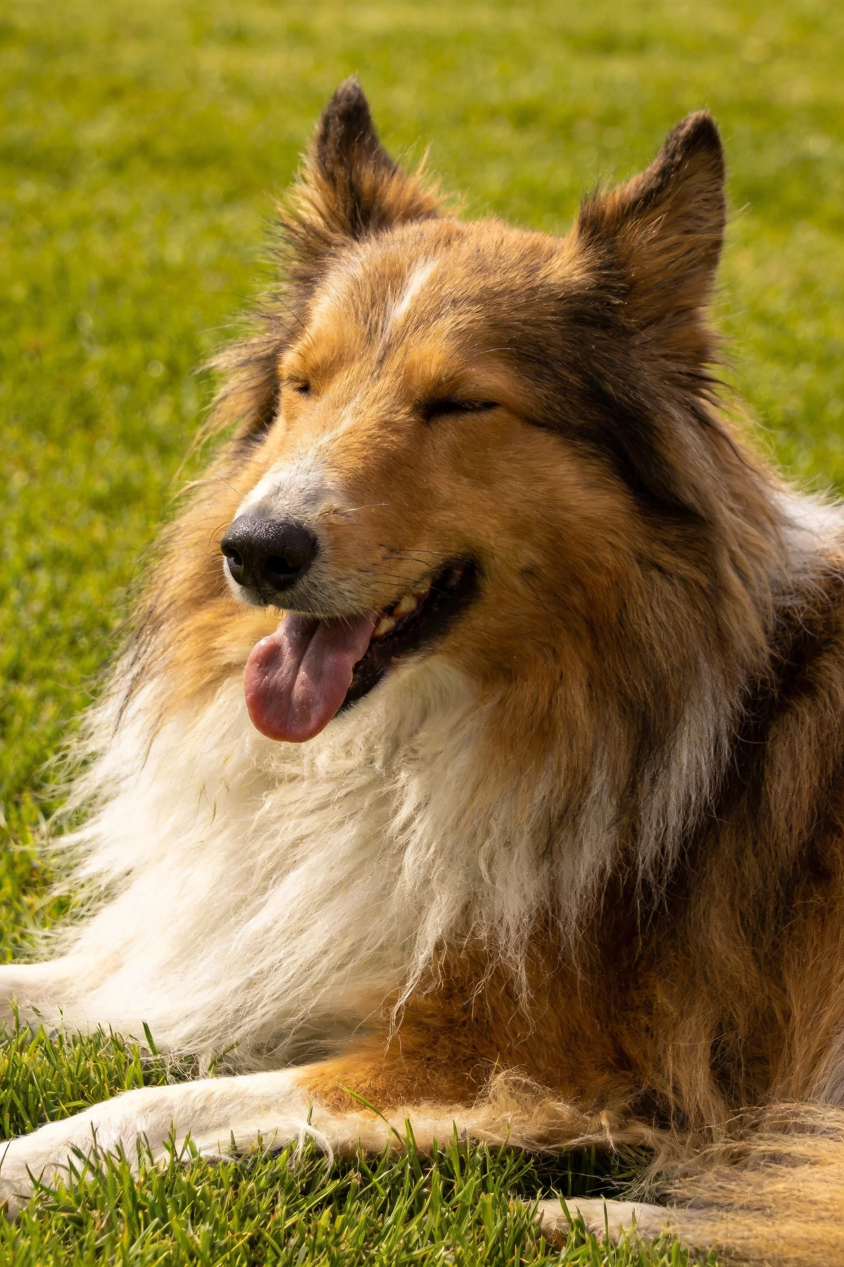 一只设得兰牧羊犬闭着眼睛张着嘴巴,棕白相间的长毛清晰可见。