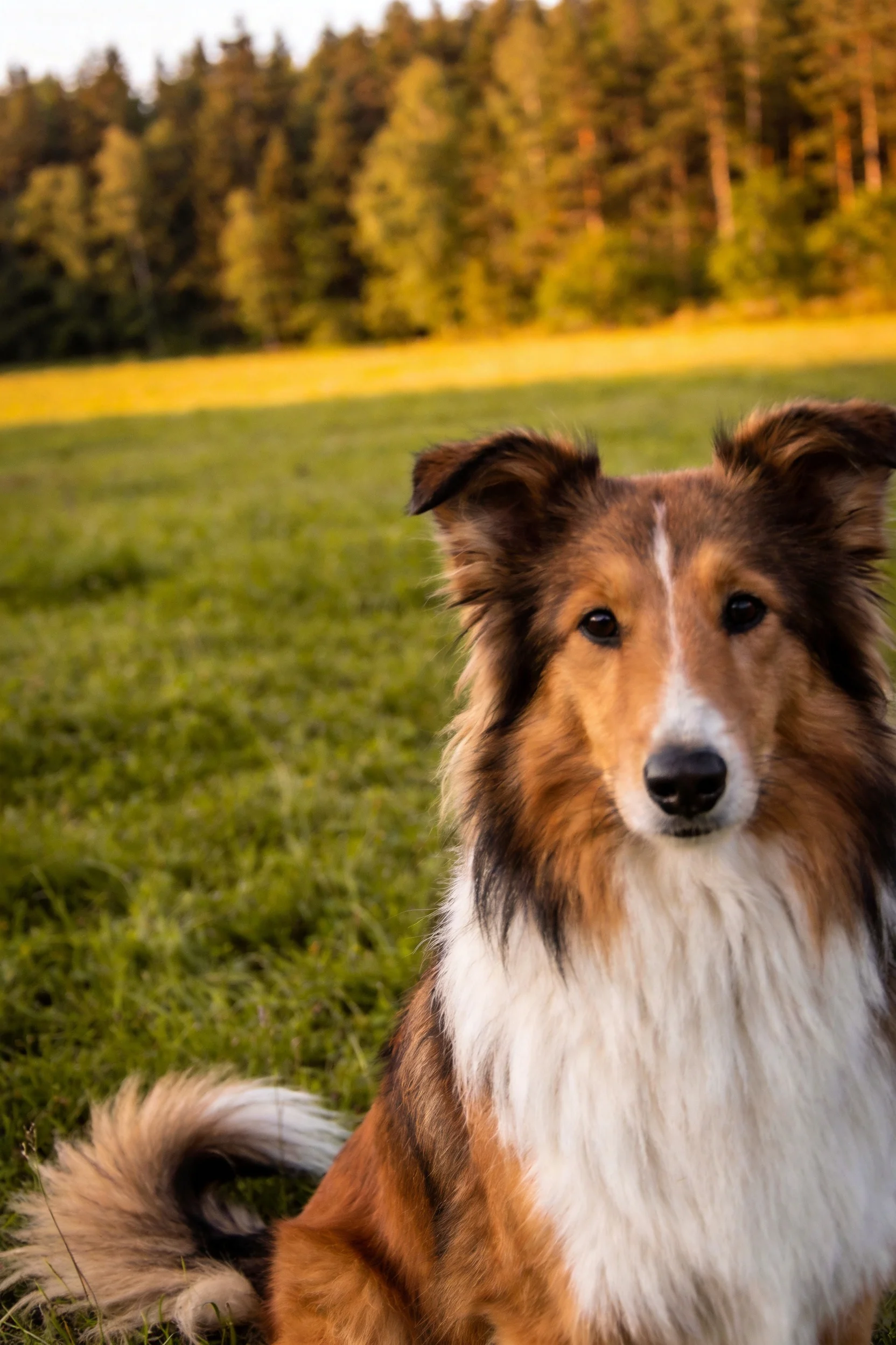 一只棕白相间的苏格兰牧羊犬,毛发柔软顺滑,安静地坐在草地上,周围是茂密的森林。