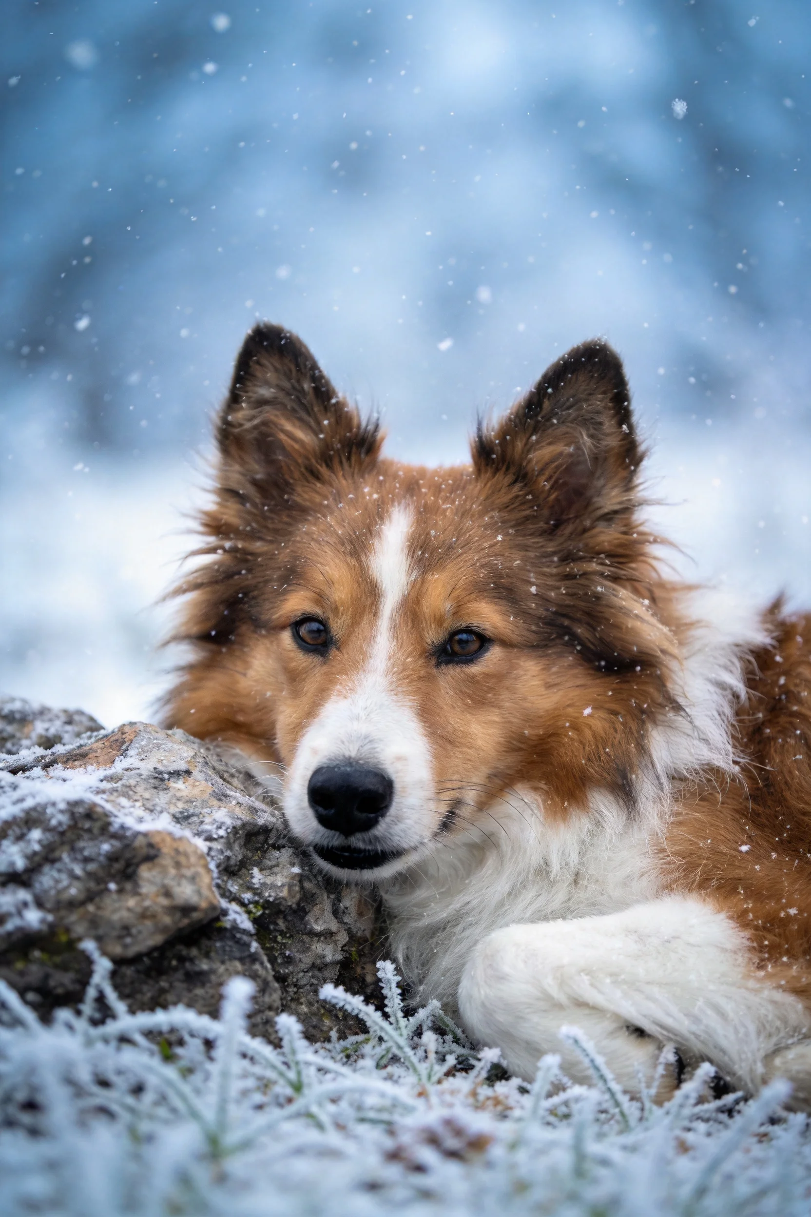 设得兰牧羊犬棕白相间的毛发沾着雪花,安静地趴在岩石旁,眼神平和。