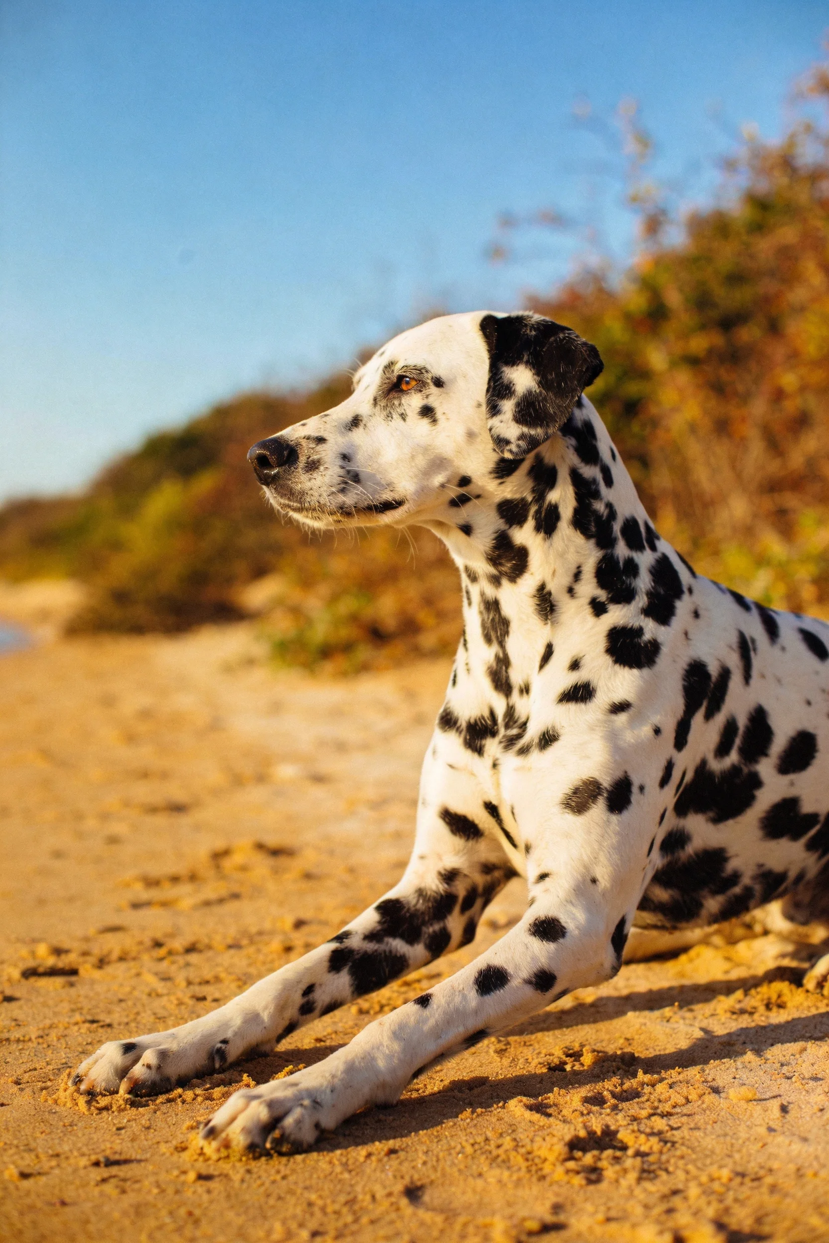 达尔马提犬，黑白相间的斑点皮毛柔软有光泽，趴在沙滩上姿态放松。