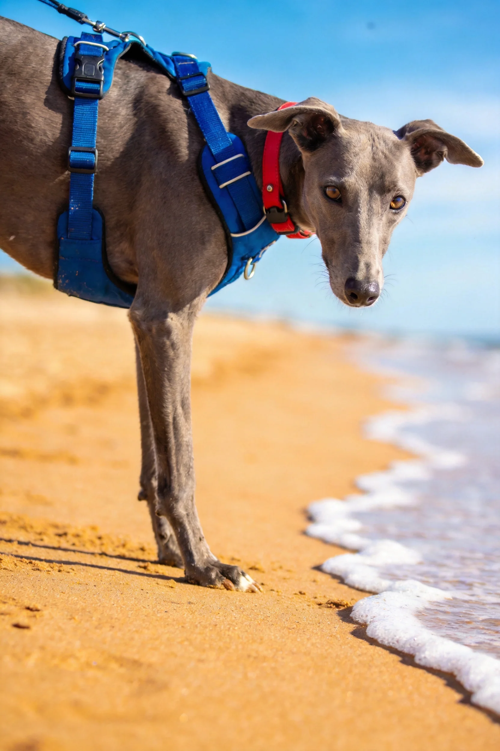灵缇犬有着光滑的灰色被毛,佩戴红色项圈和蓝色胸背带,站在沙滩边缘靠近海水处。
