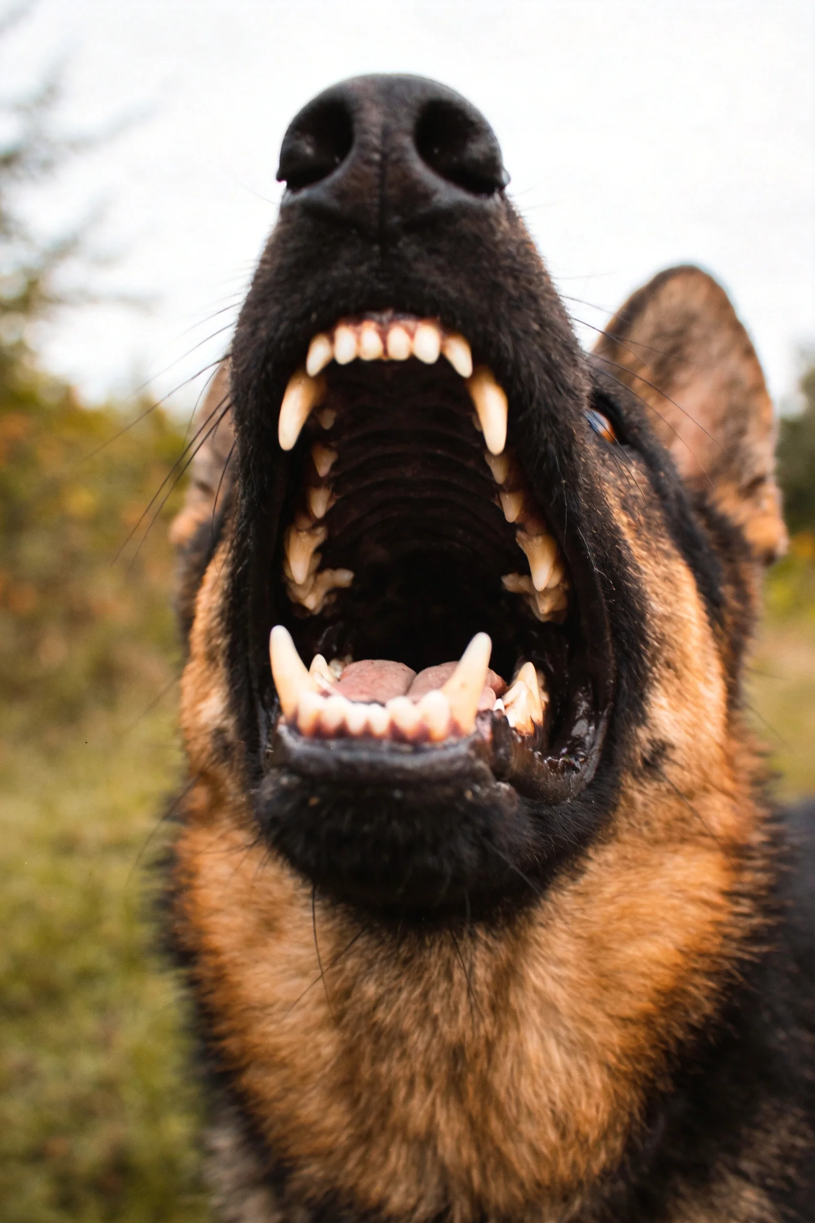 德国牧羊犬嘴巴大张露出牙齿和口腔内部结构,展现其典型姿态。