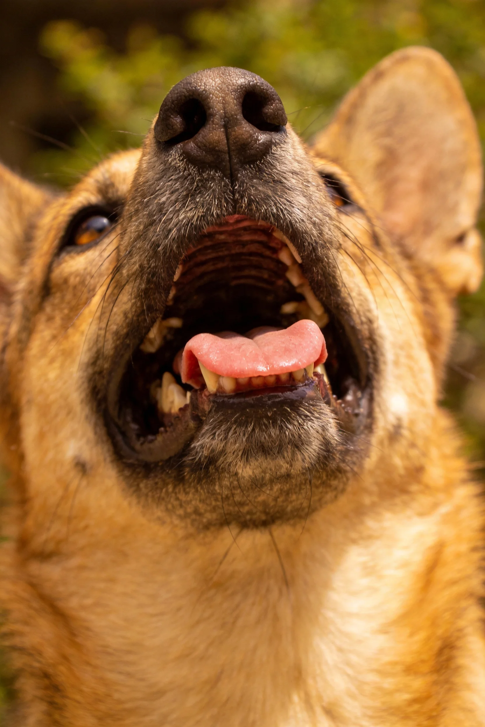 德国牧羊犬张嘴凝视,粉红色舌头和白色牙齿清晰可见。