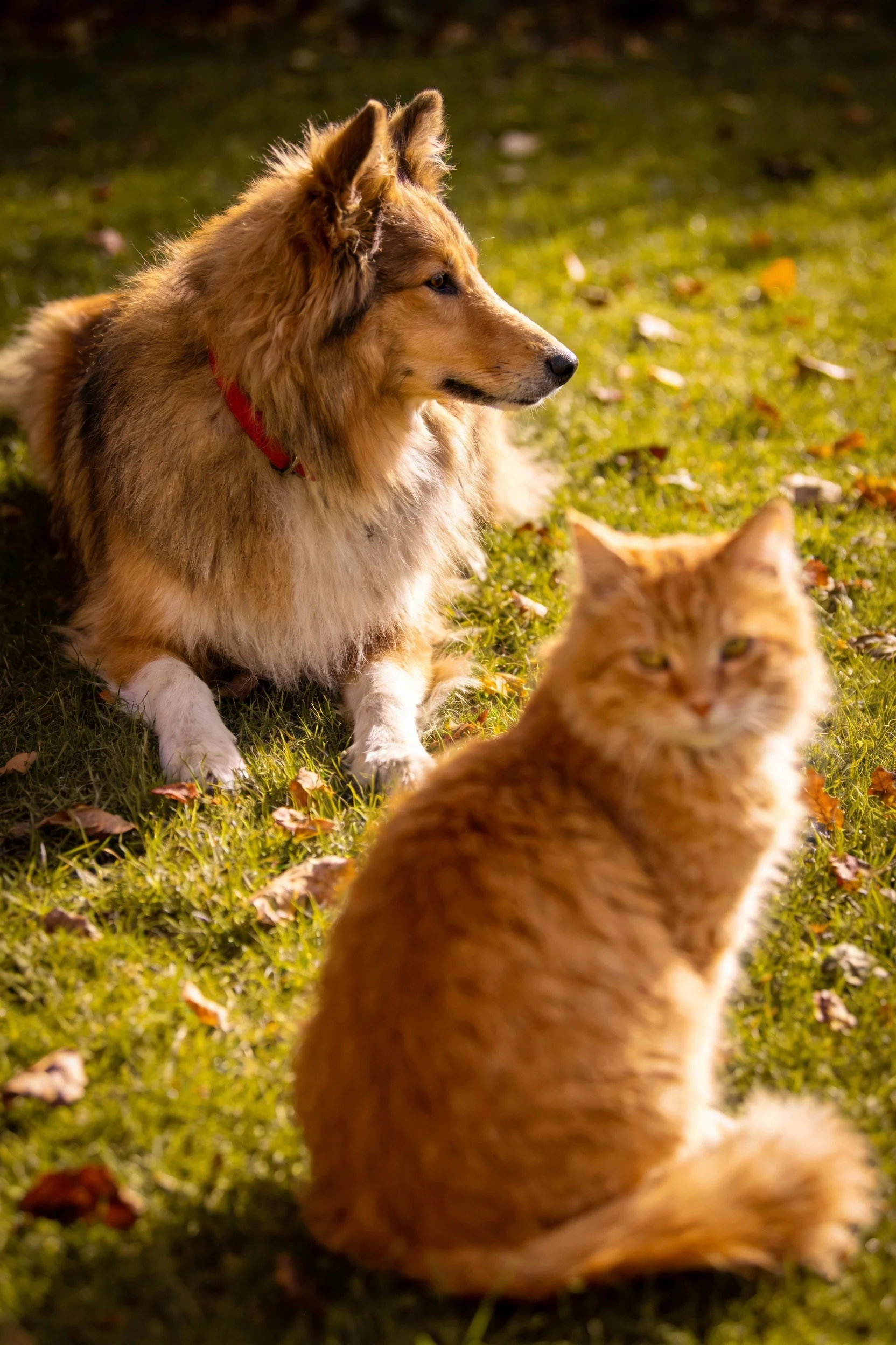 设得兰牧羊犬有着棕褐相间的长毛，橘猫有着柔软的短毛，它们在阳光照射的草地上安静相伴。