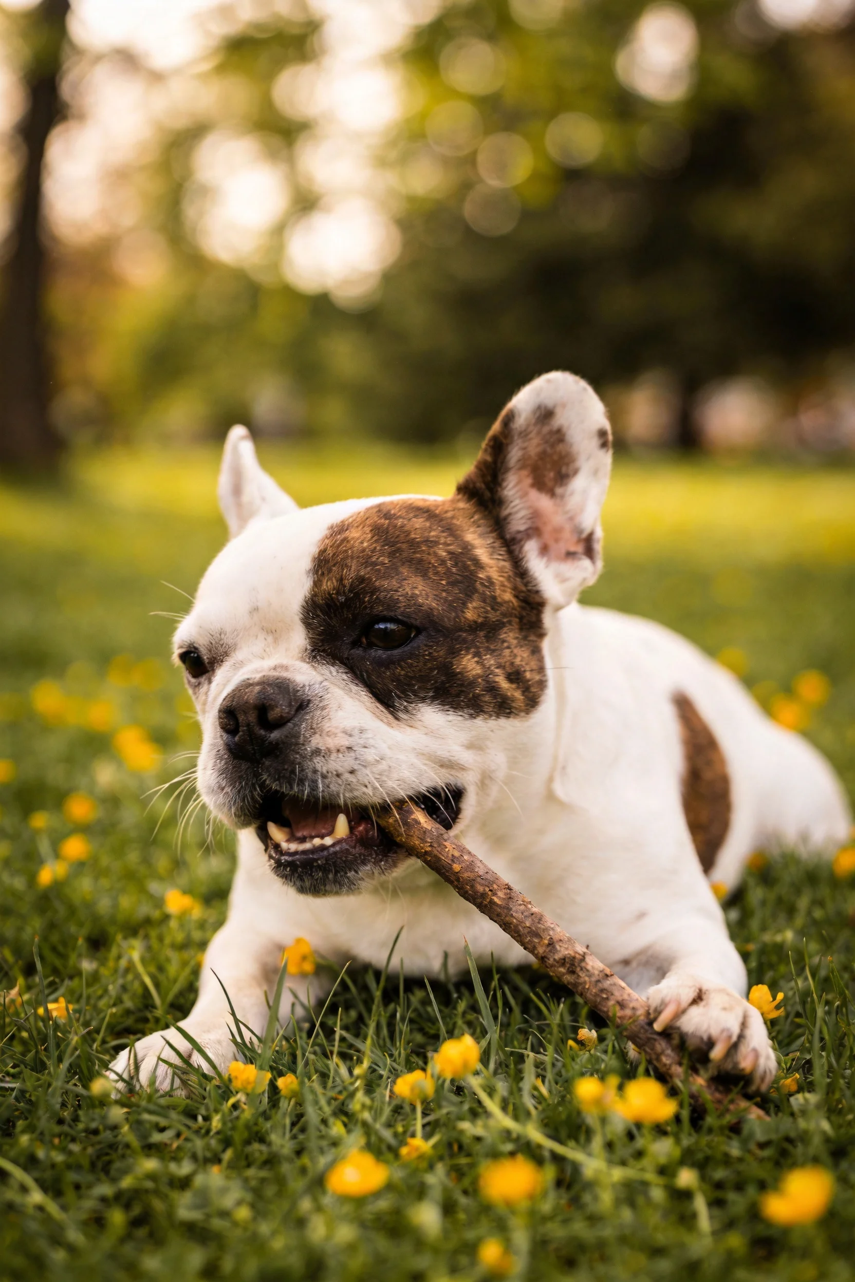 法国斗牛犬叼着表面粗糙的木棍,身上有白色与棕褐色斑纹。