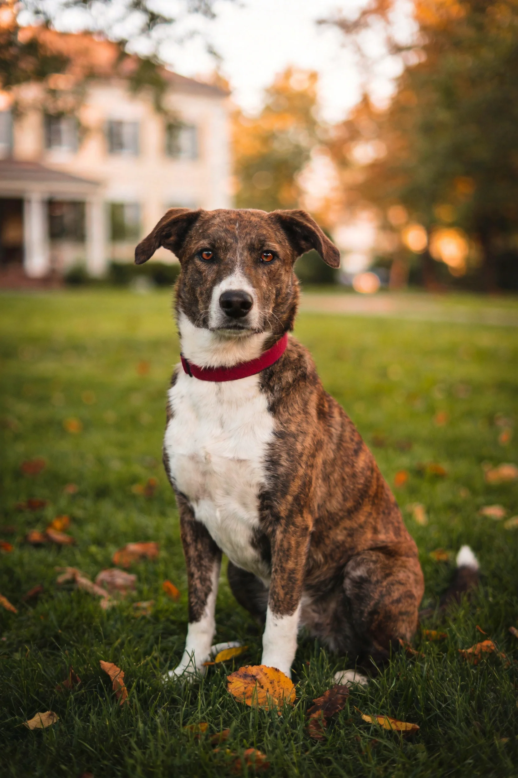 一只棕褐与白色相间的斑纹混种犬安静坐在草地上,红色项圈醒目,周围散落着秋日落叶。