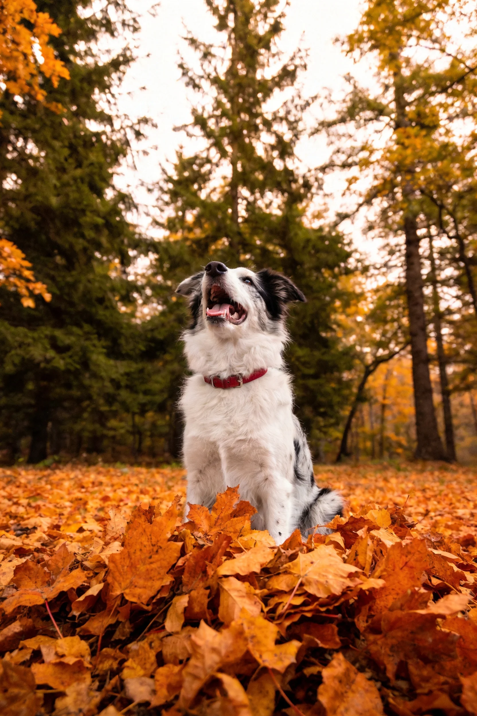 黑白边境牧羊犬嘴巴张开,佩戴红色项圈,周围是密集的秋日落叶。