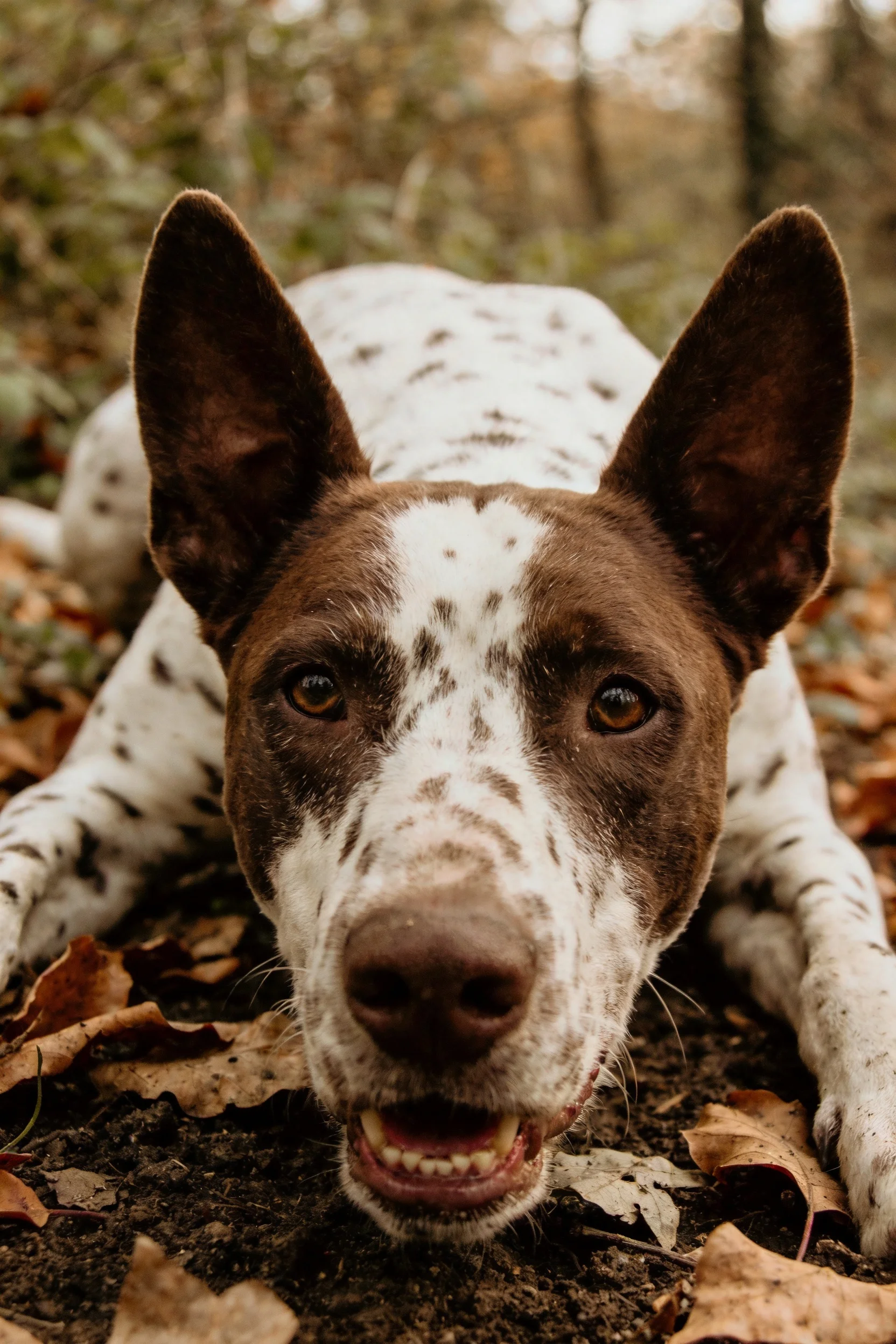 斑点牧牛犬卧于落叶间,白色带深色斑点的被毛与周围枯黄落叶形成对比,耳朵竖立向前。