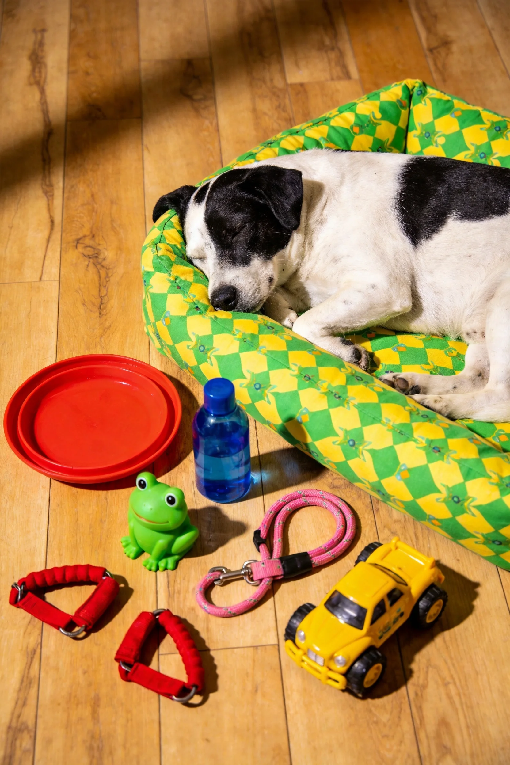 黑白混血犬将头靠在彩色宠物床上,毛发整齐贴附在额头上方。