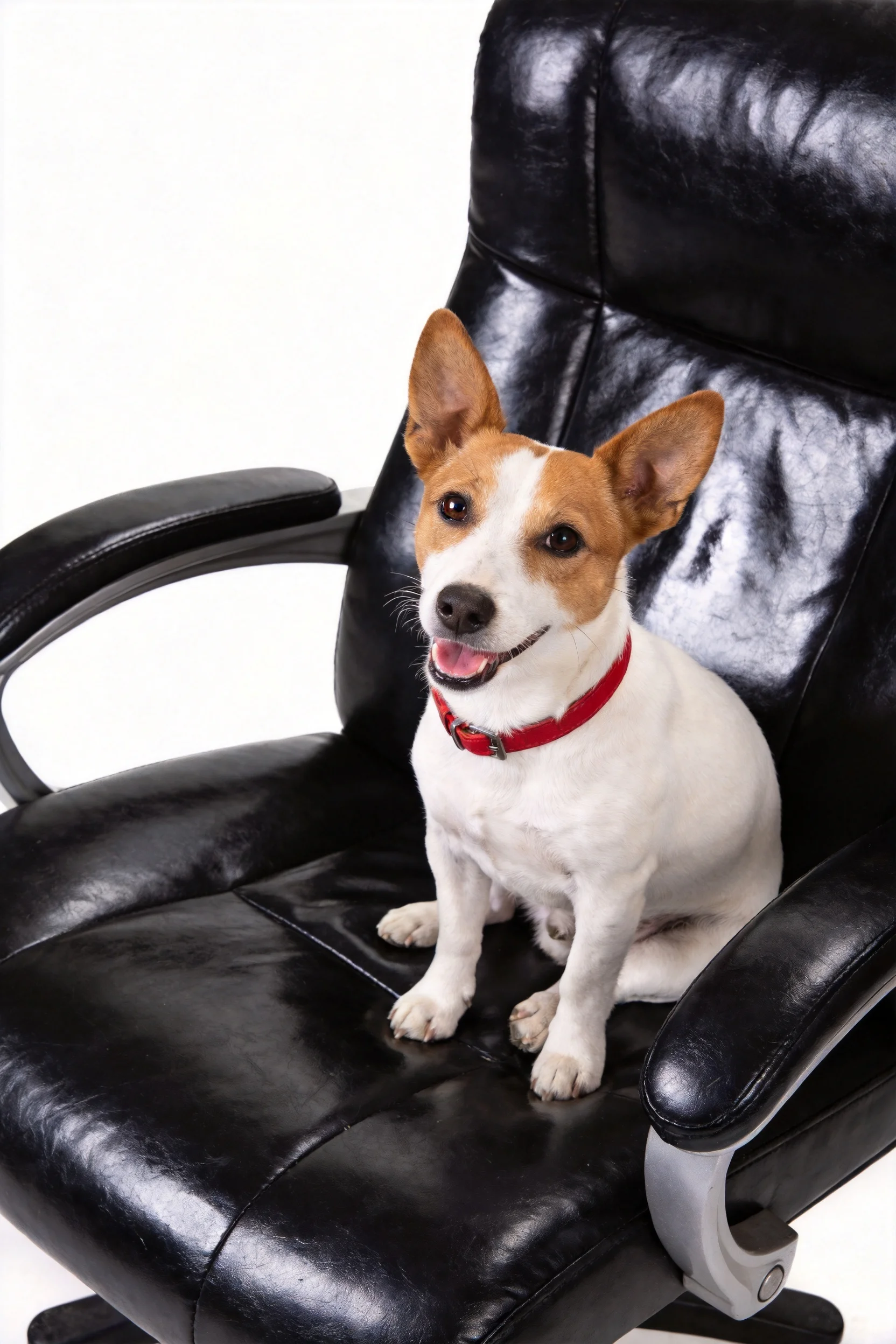 杰克罗素梗犬坐在光滑的黑色办公椅上，白色与浅棕色毛发清晰可见。