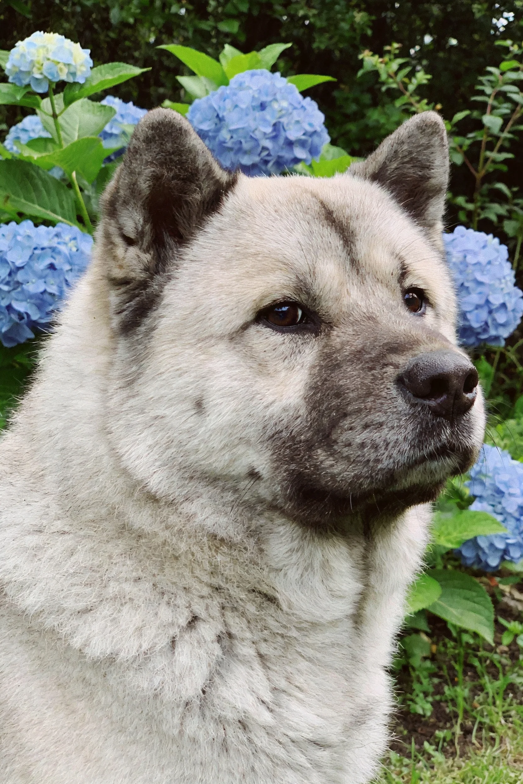 青灰短毛韩系犬面部有深色斑纹,毛发蓬松柔软,正安静注视前方。