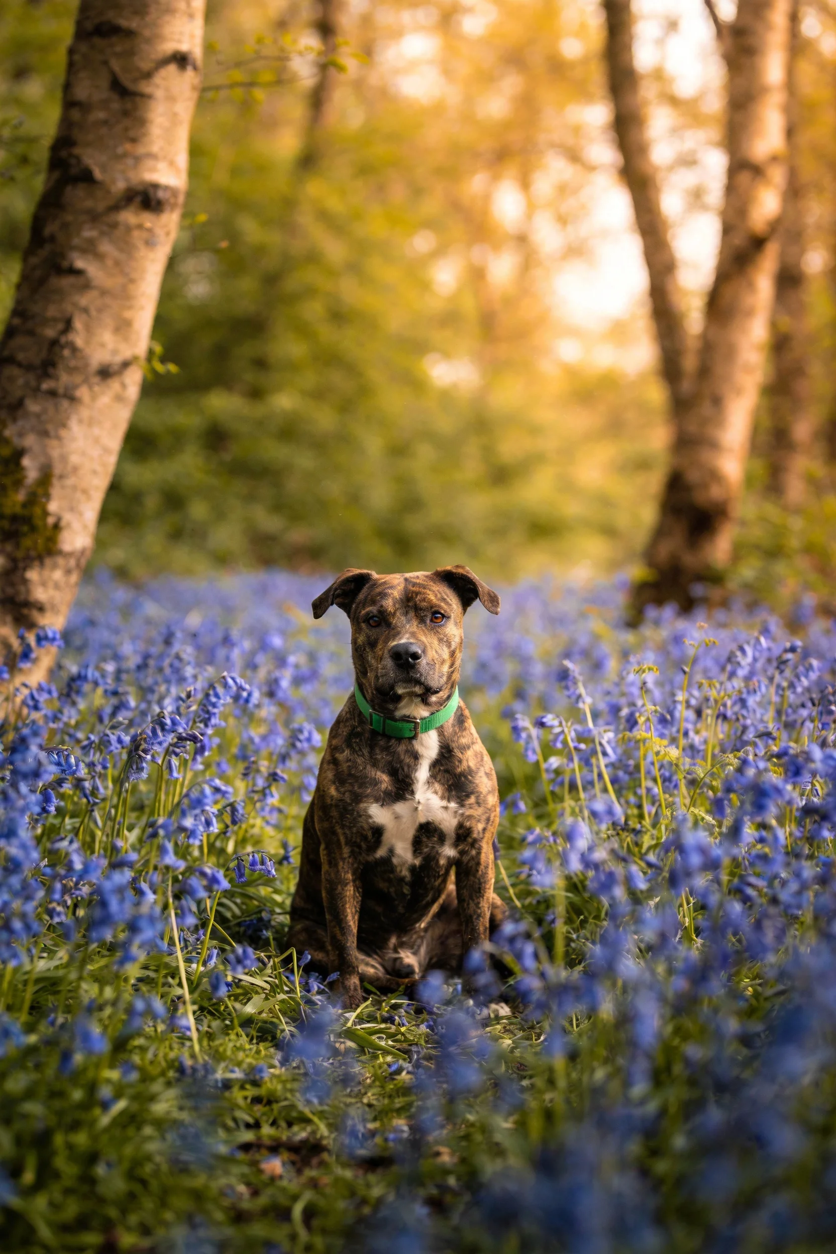 一只棕褐白相间的斑纹混血犬安静坐在蓝铃花丛中,绿色项圈清晰可见。