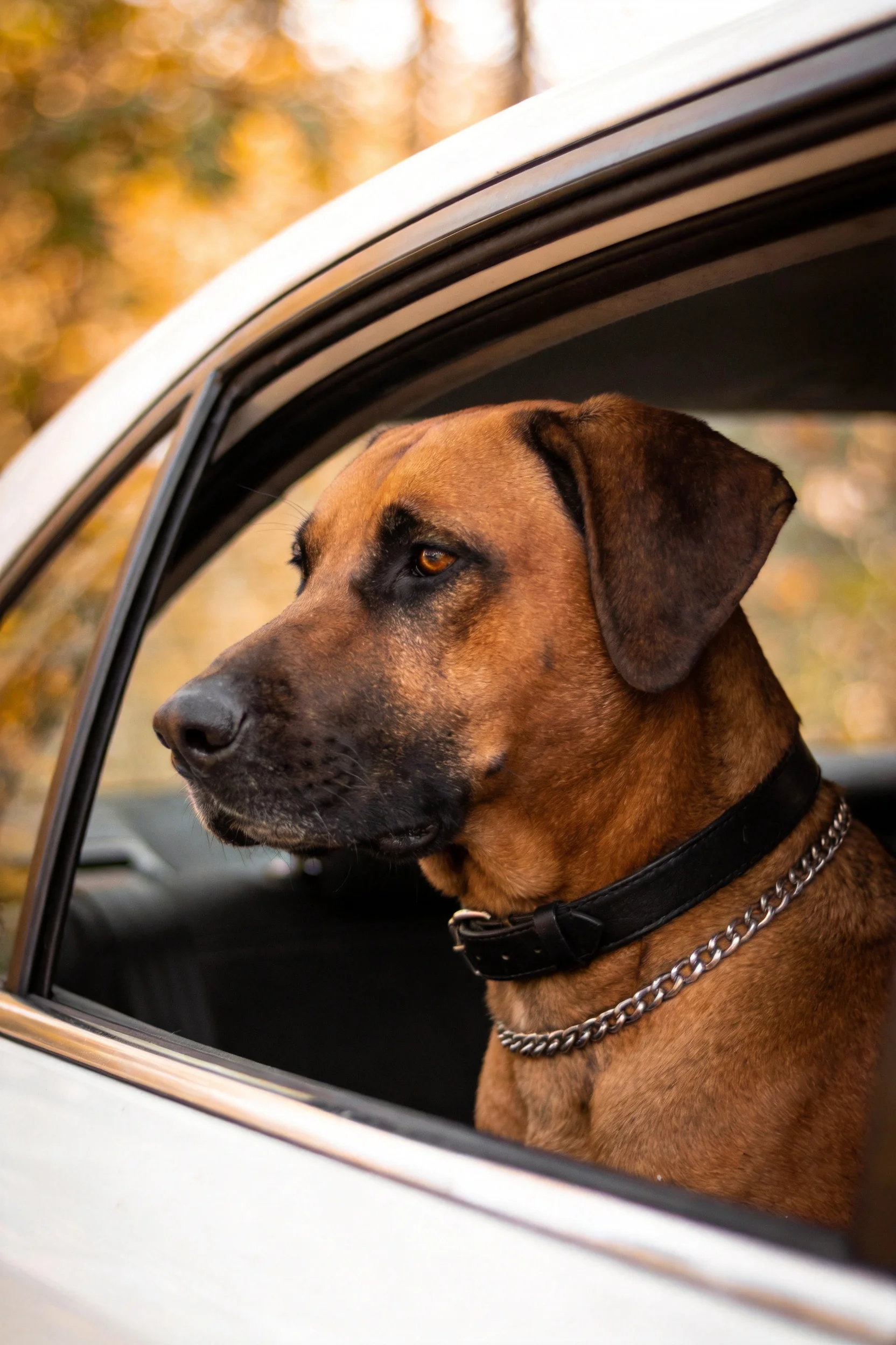 罗德西亚脊背犬将头部伸出汽车车窗,目光注视远方,颈部佩戴皮质项圈与金属链。
