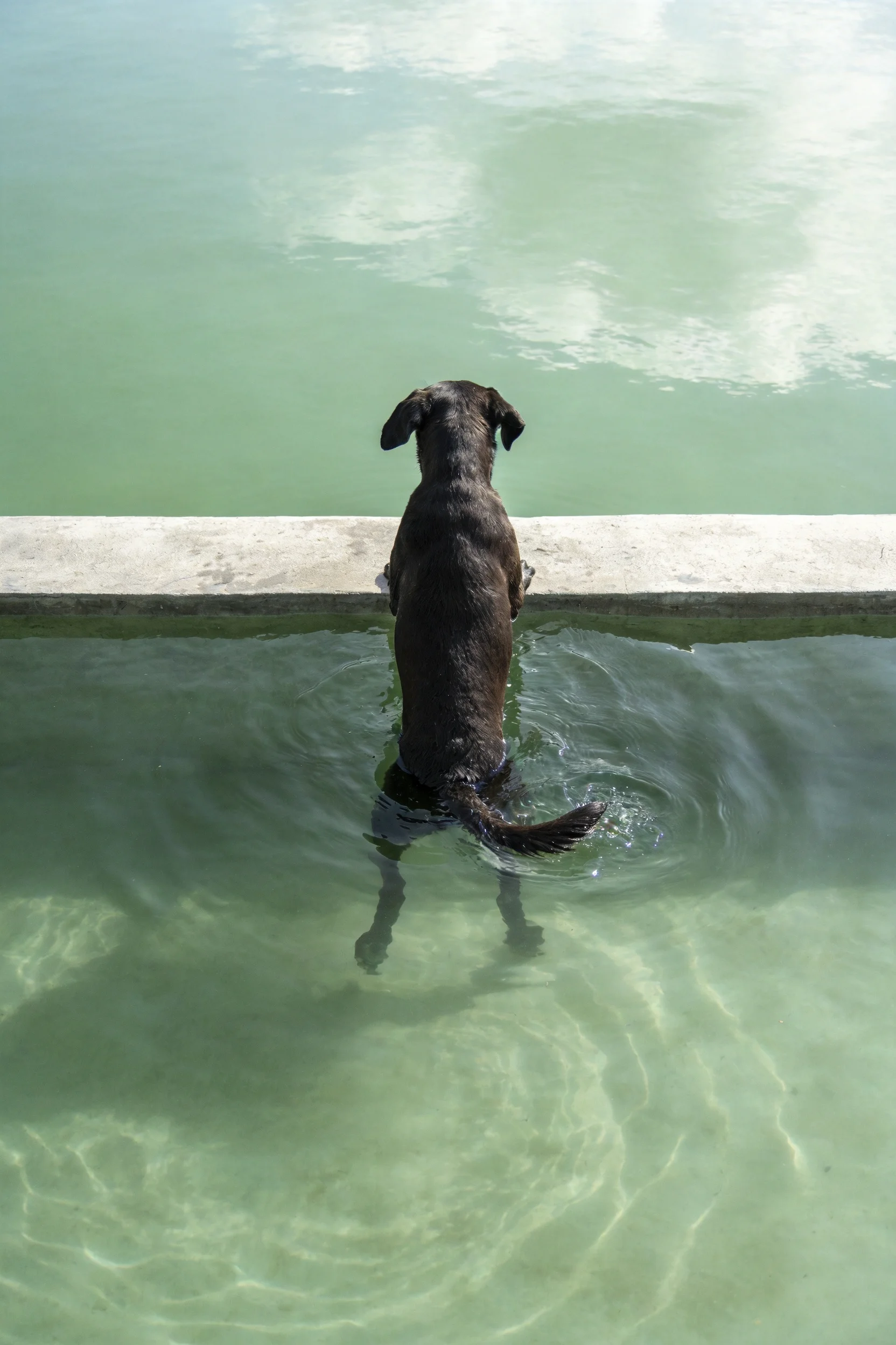 短毛家犬全身浸入浅绿色水域中,背部朝向镜头,展现出其短而顺滑的黑色皮毛。