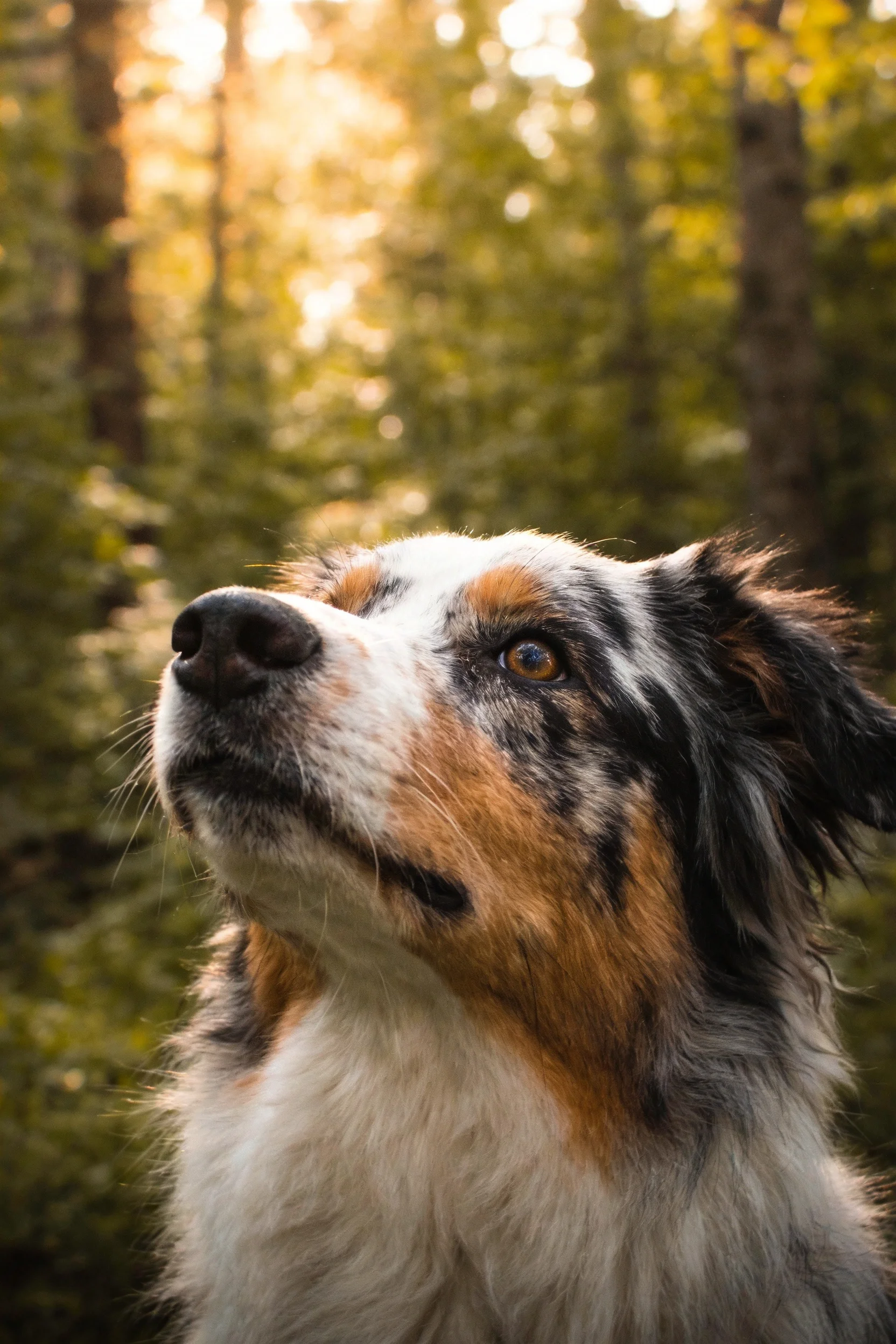 一只澳洲牧羊犬,眼睛明亮,黑棕白相间的被毛清晰可见。