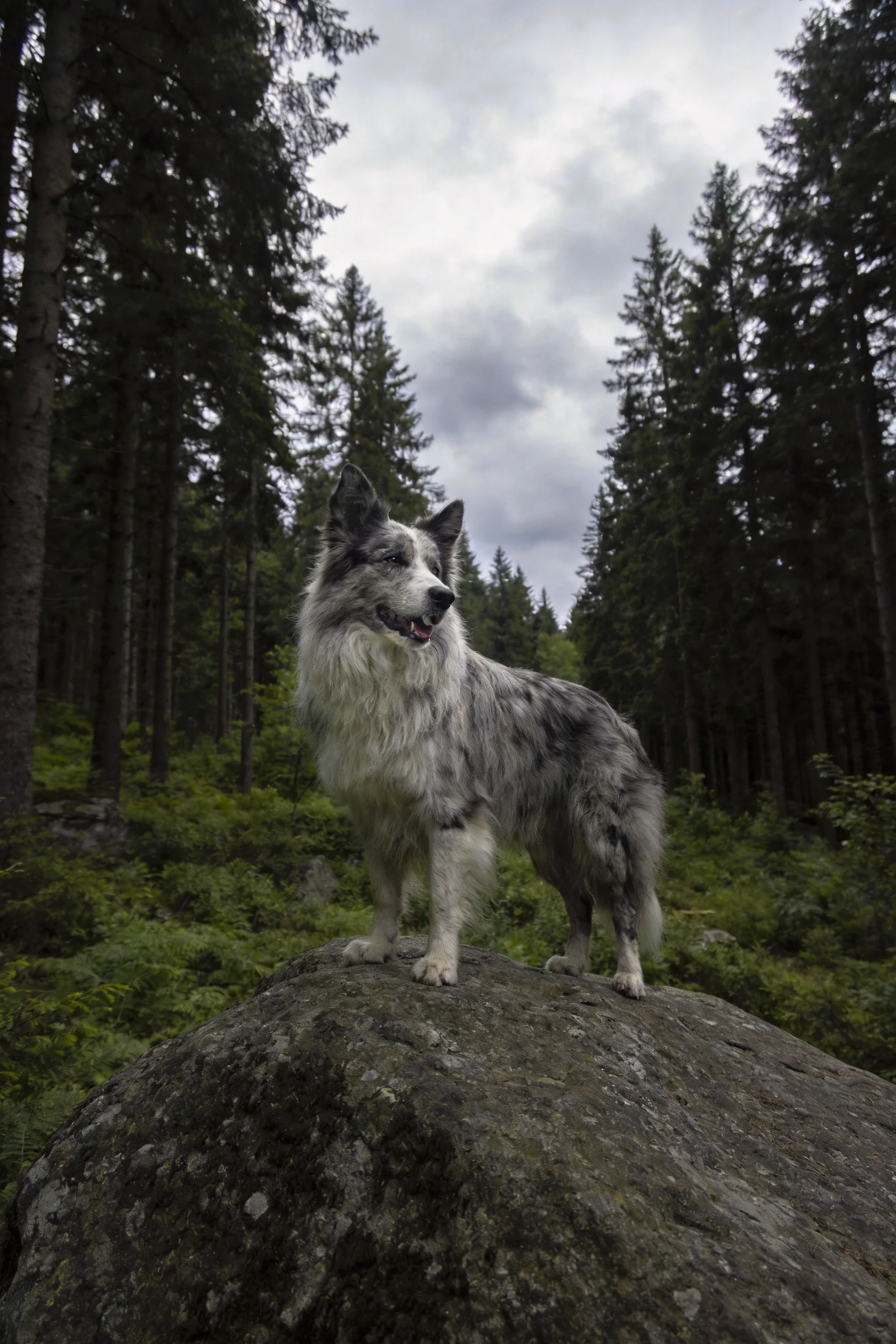 边境牧羊犬站在岩石上,蓝灰色带斑点的毛发清晰可见,耳朵竖起目光注视前方。