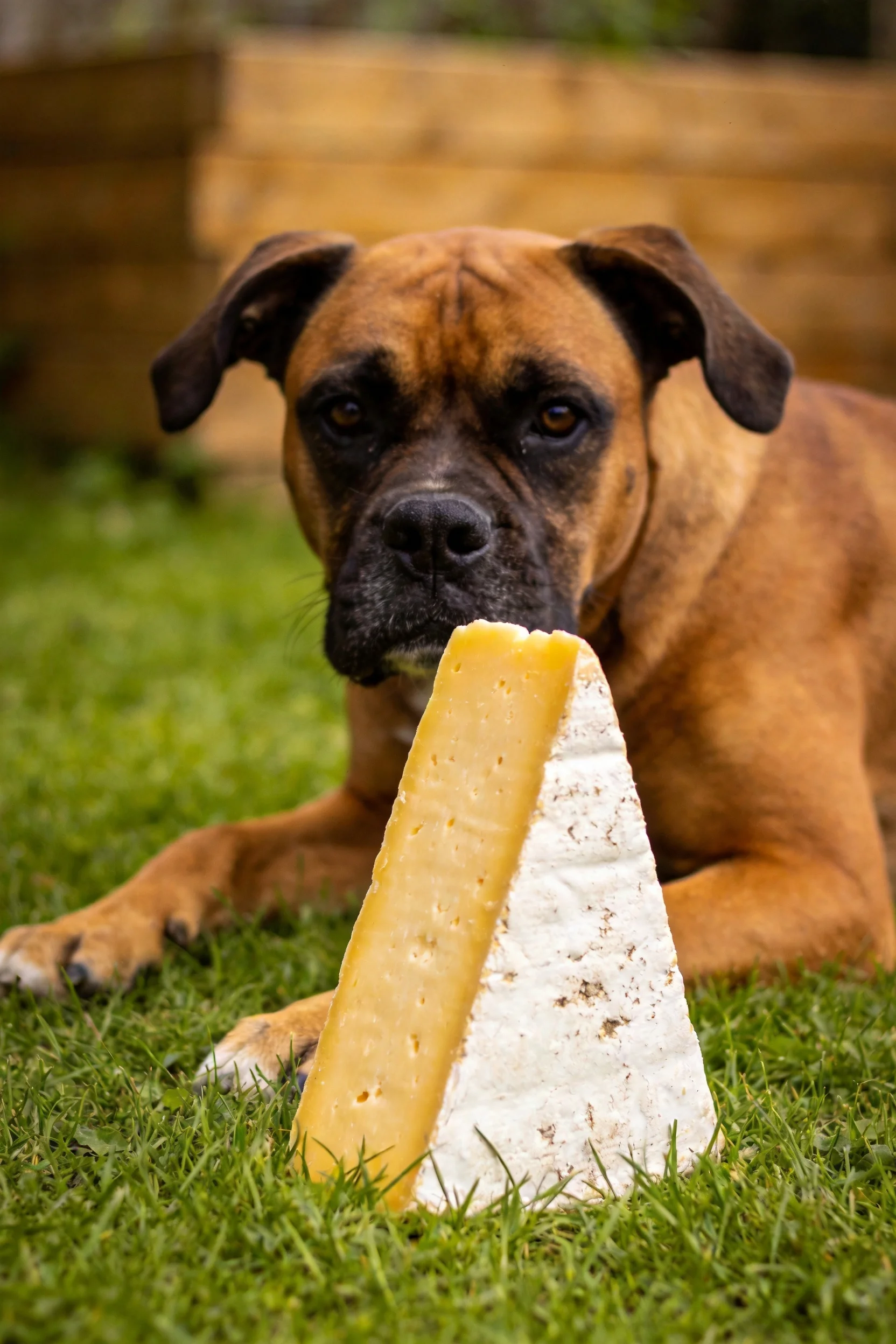 一只棕色拳师犬趴在草地上,身旁是一块表面带白色菌斑、内部呈黄色的奶酪,狗狗目光注视着前方。