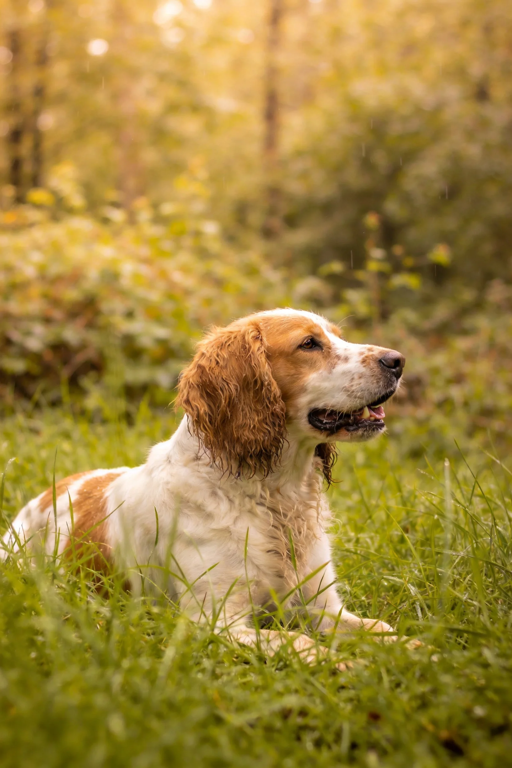 英国史宾格犬安静卧于林间草地,白色与棕色相间的毛发湿润贴紧皮肤,周围是茂密绿草。