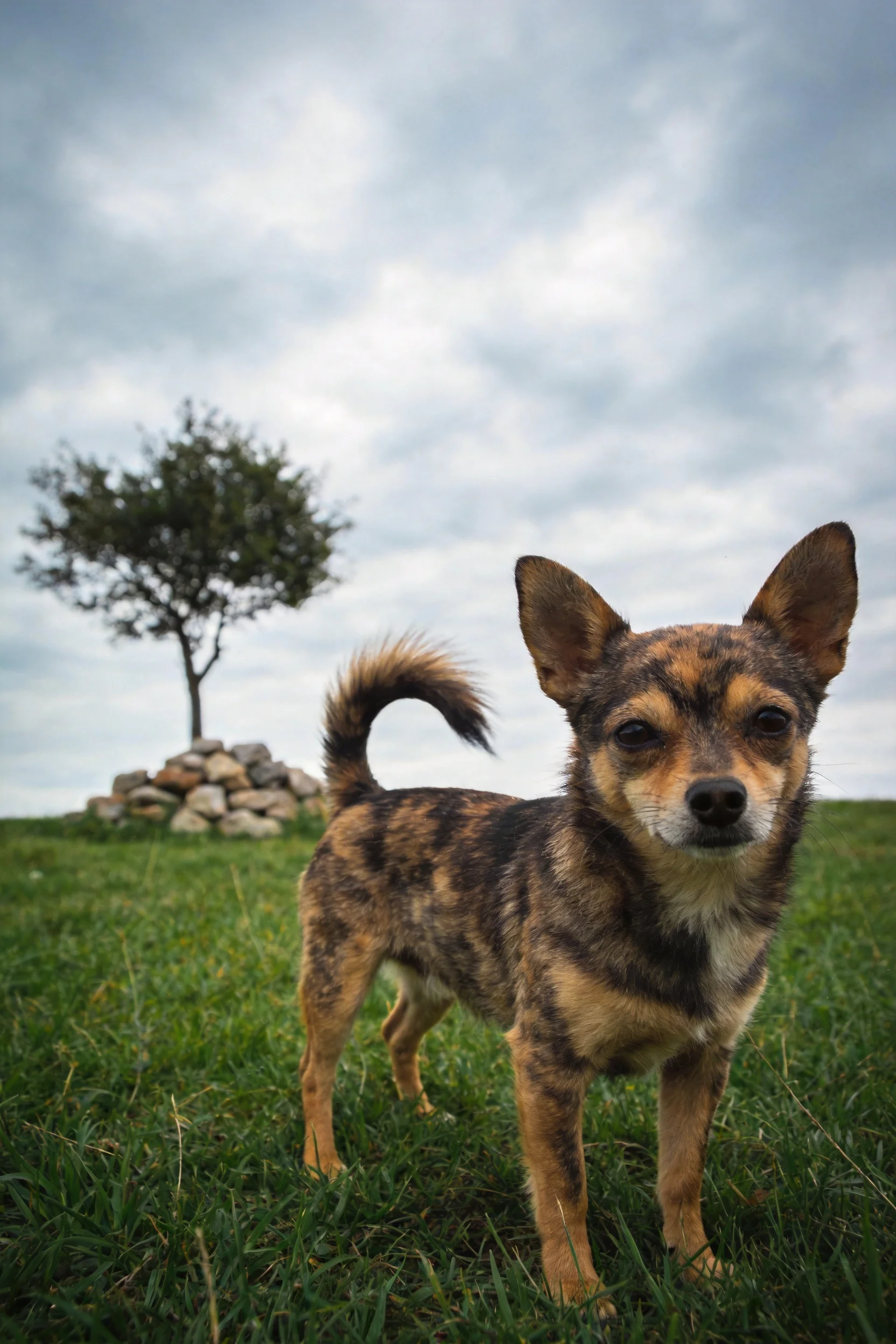 一只短毛混血犬站在草地上,棕褐相间的斑纹皮毛清晰可见,耳朵竖起注视前方。