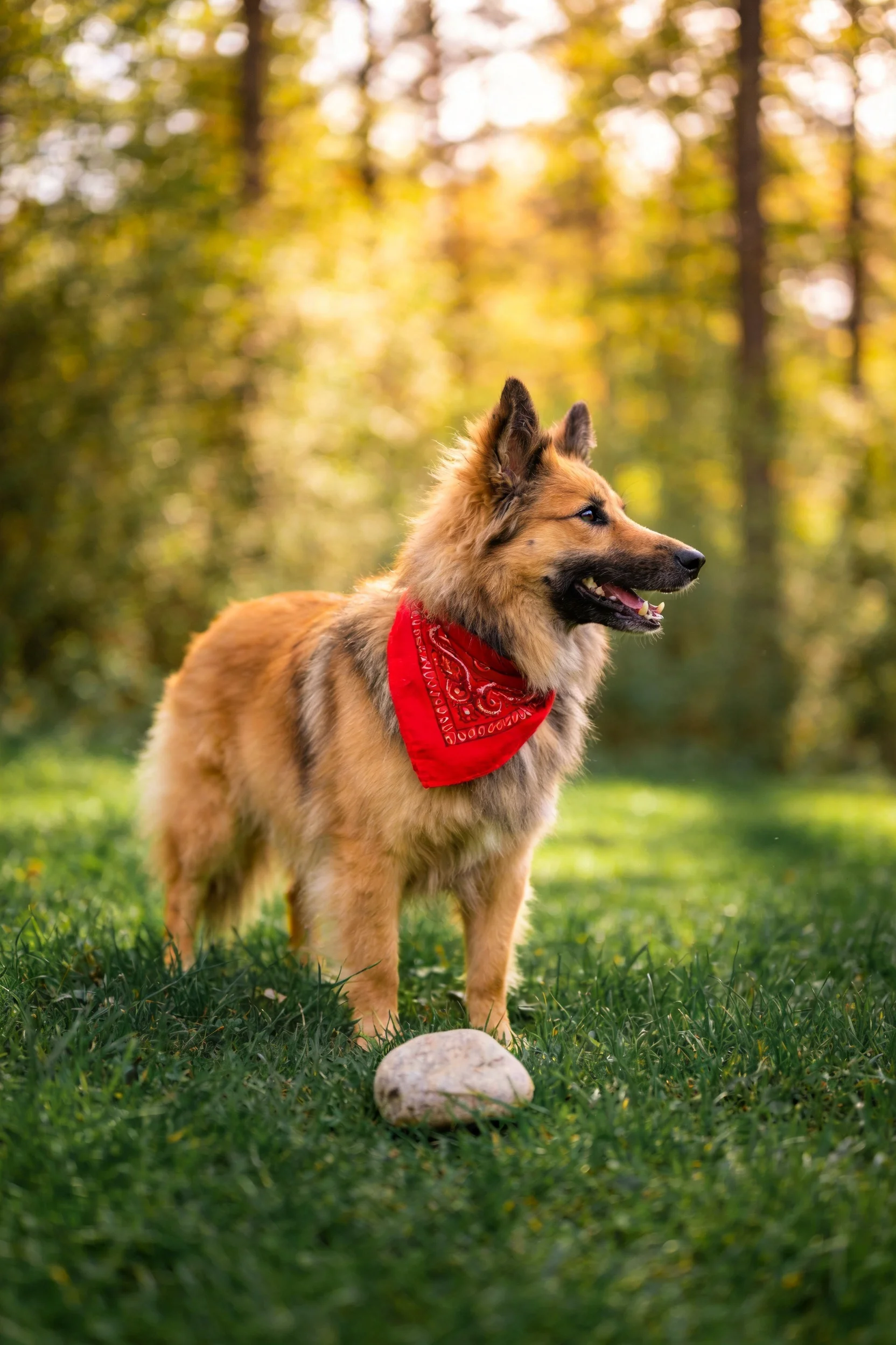 一只德国牧羊犬,脖颈处的红色方巾清晰可见,前爪附近的石子也清晰呈现。