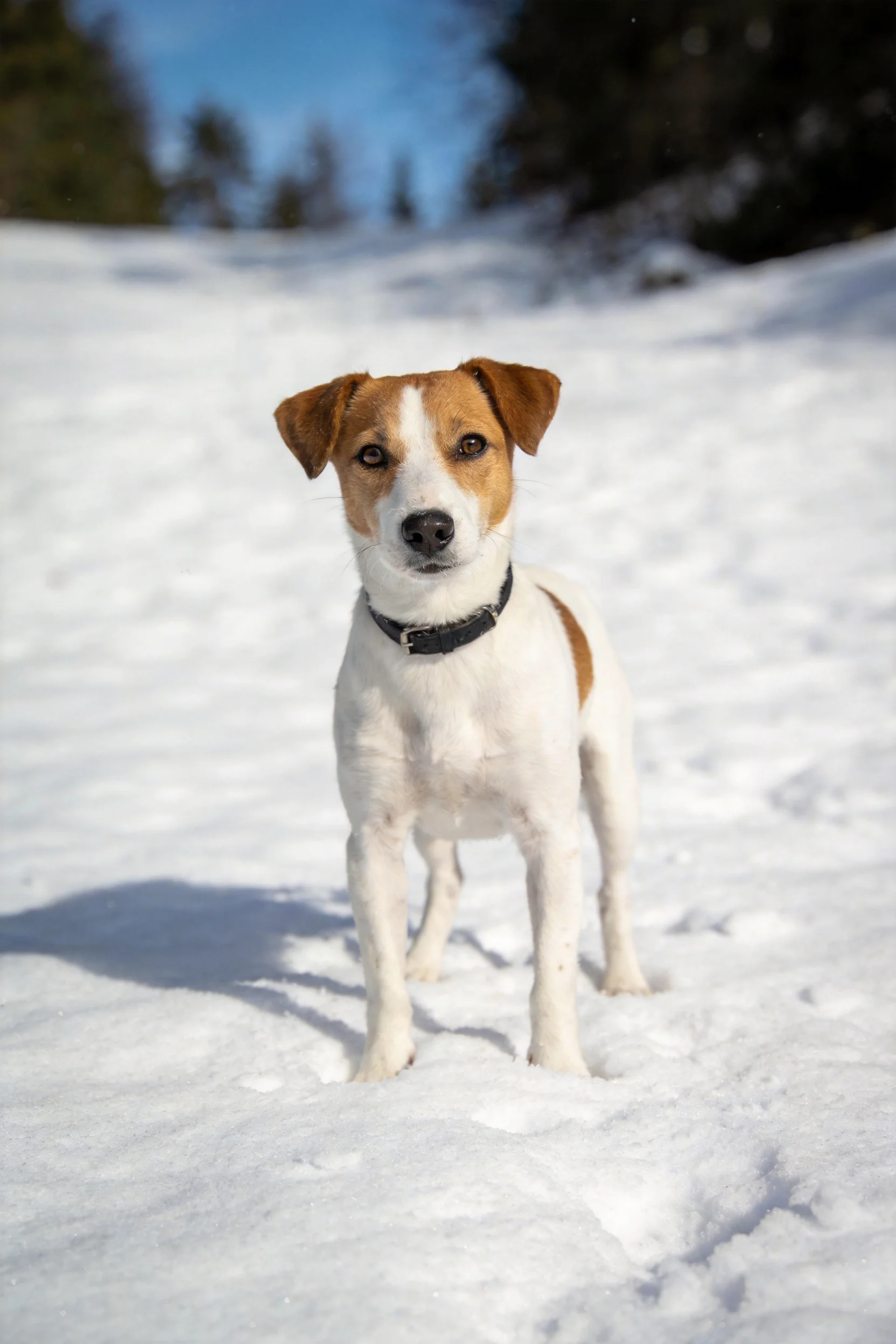 一只杰克罗素犬站在雪地上,白棕相间的被毛在阳光下清晰可见,眼神专注。
