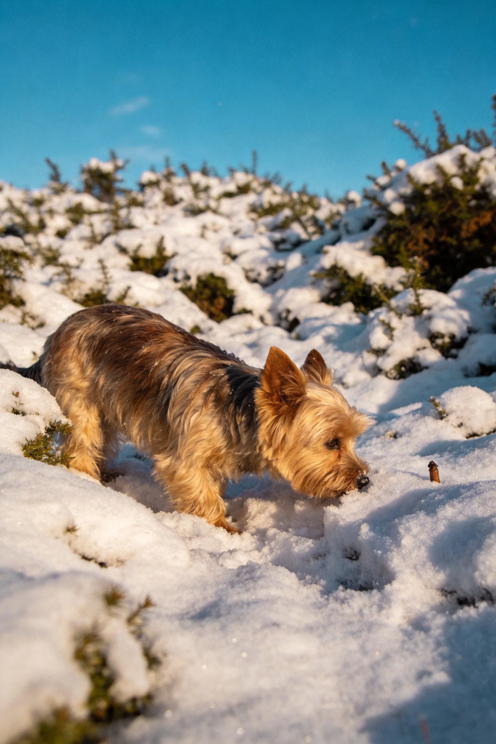 一只小型挪威梗犬,棕褐与浅棕相间的被毛,正低头接触雪地表面进行嗅探。