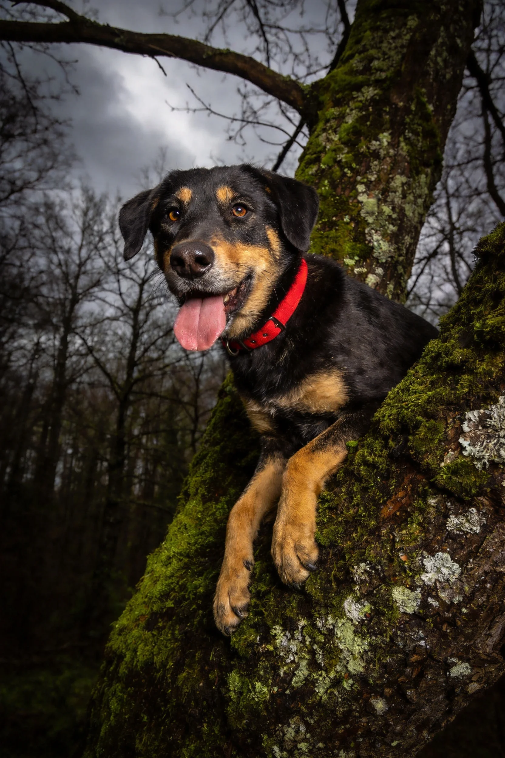 黑棕色混血犬张开嘴巴露出湿润的粉色舌头，趴在覆盖着苔藓的树干上。