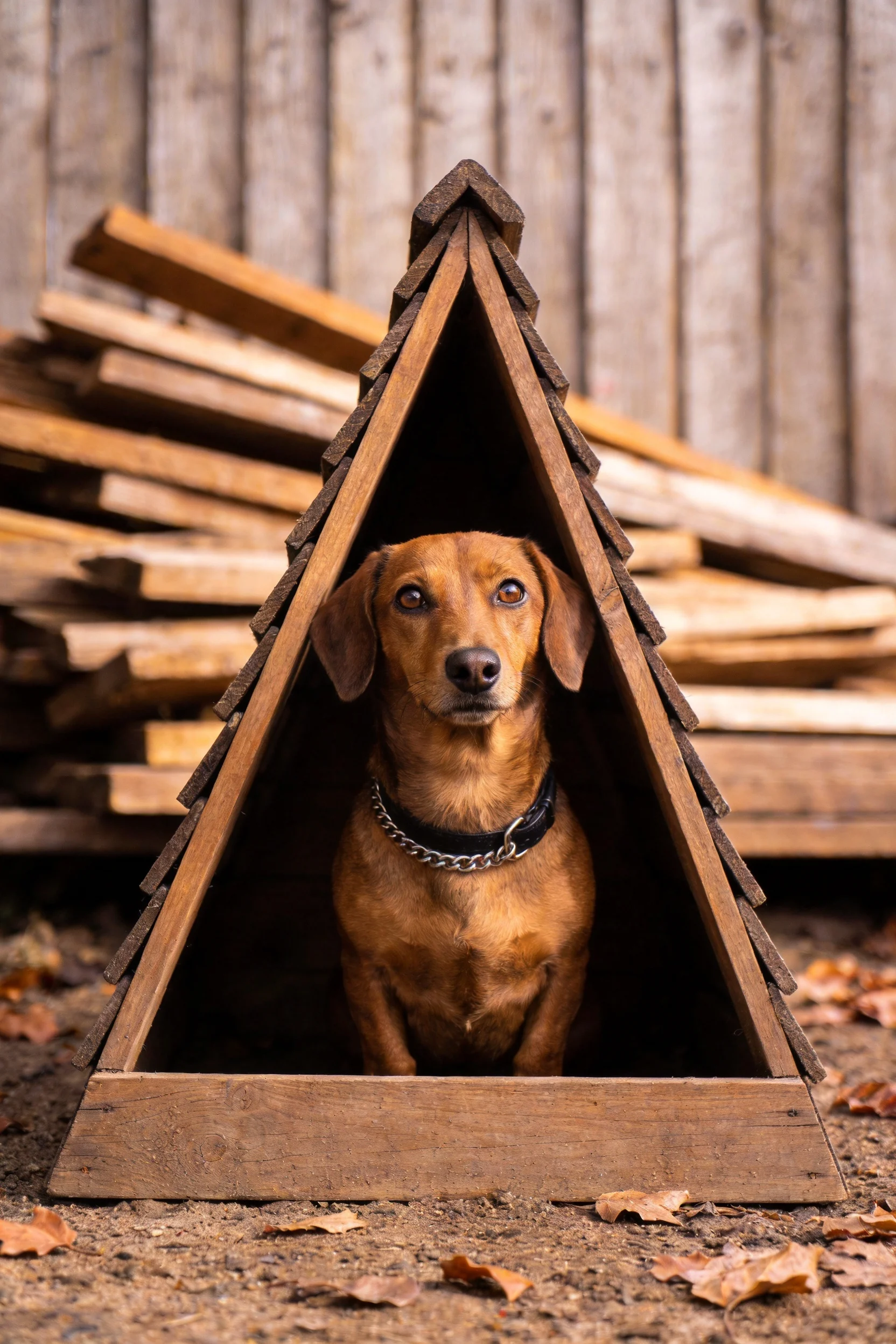 一只腊肠犬安静地坐在木质小屋内,脖颈处的金属项圈清晰可见。