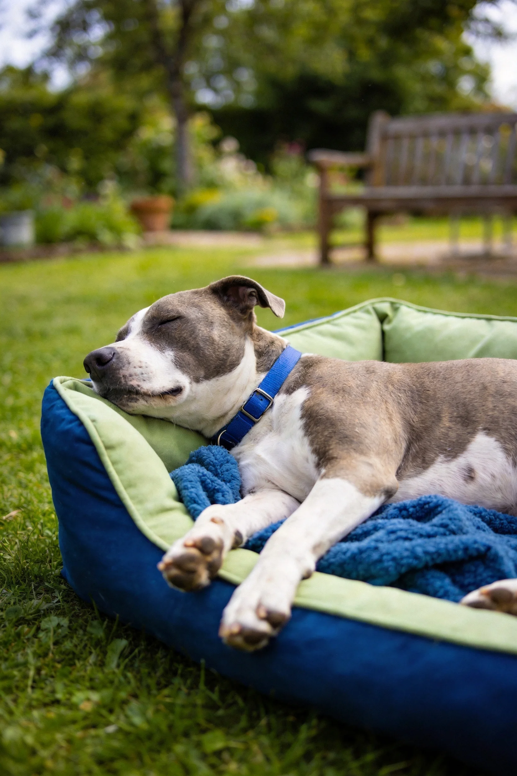 一只斯塔福德夏梗犬闭眼在蓝绿色宠物床上休息,浅灰白相间的毛发柔软贴服。